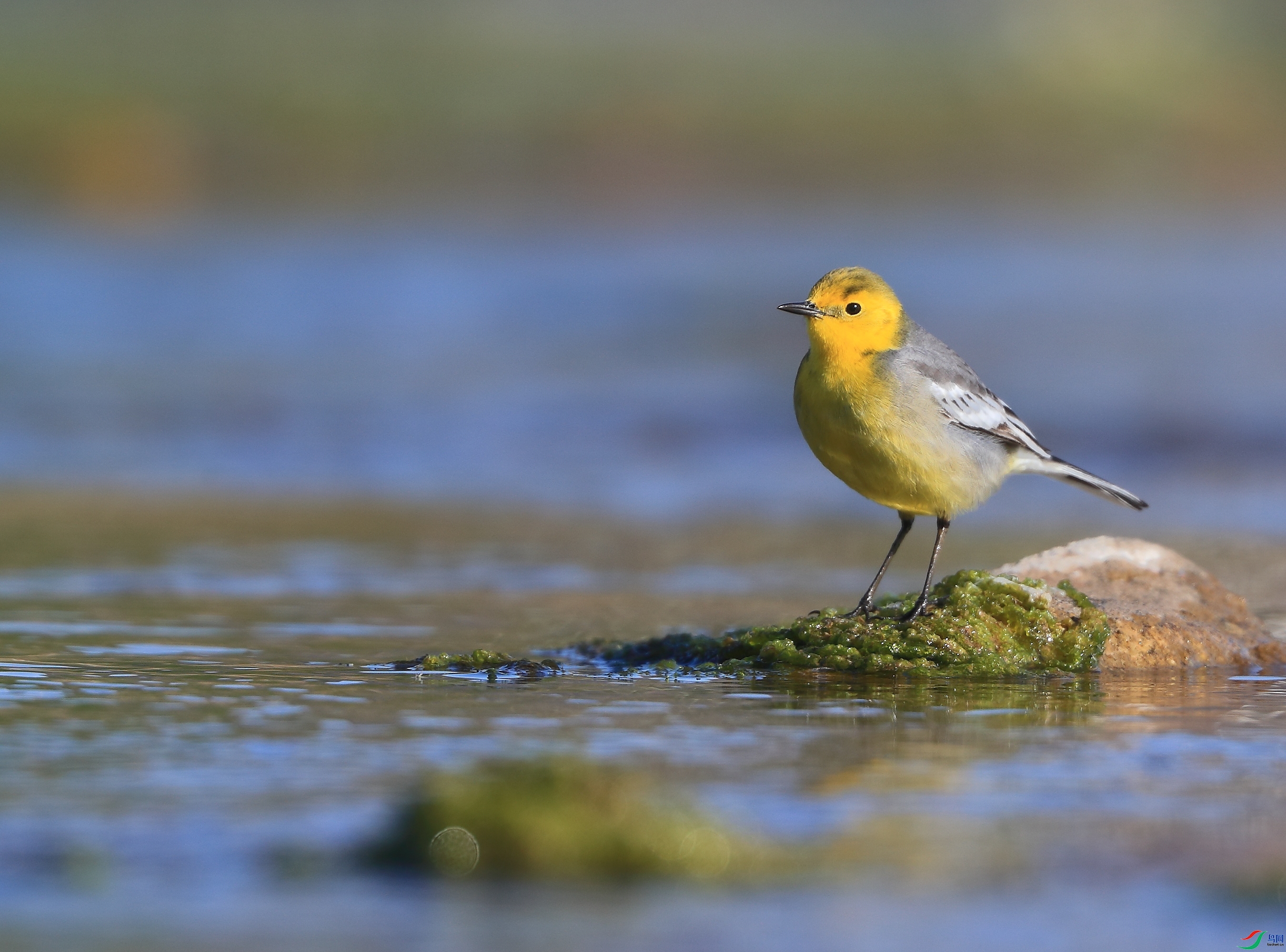 �ǲ�   ��ʦ�����ںӱ�ʡʯ��ׯ�о�����2.jpg