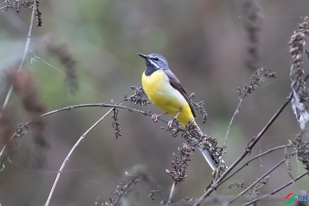 ��������  ��ʦ����������ʡ�������������ݶ�Դ��.jpg