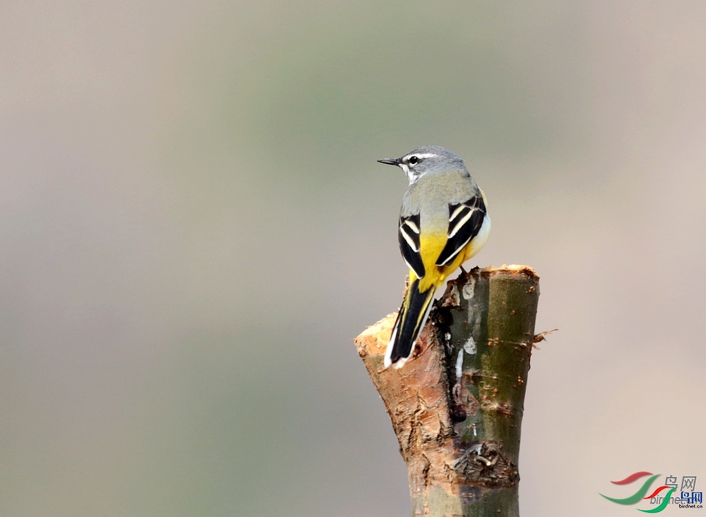 �޵���  ��ʦ�����ڱ����з�ɽ��.jpg