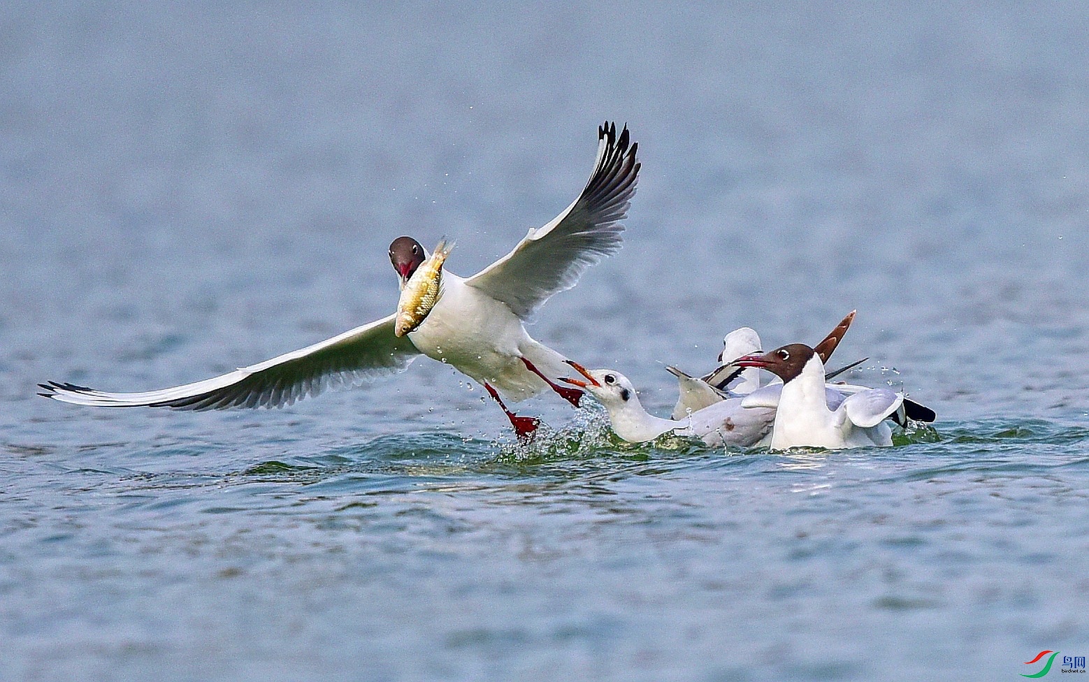 DSC_2843_conew2.jpg