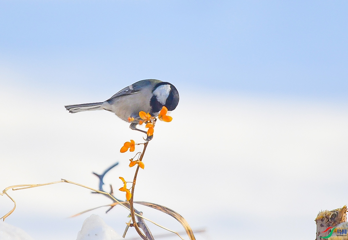 DSC_2962.JPG