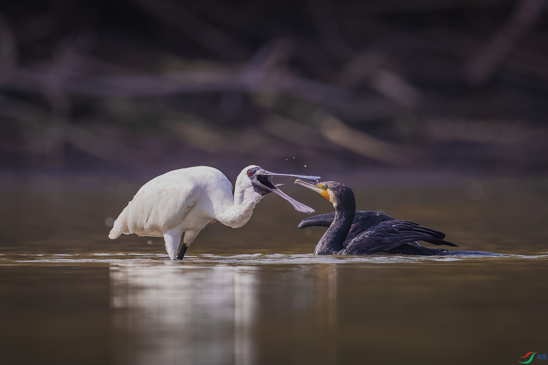 BP1I0117-2 ����.jpg