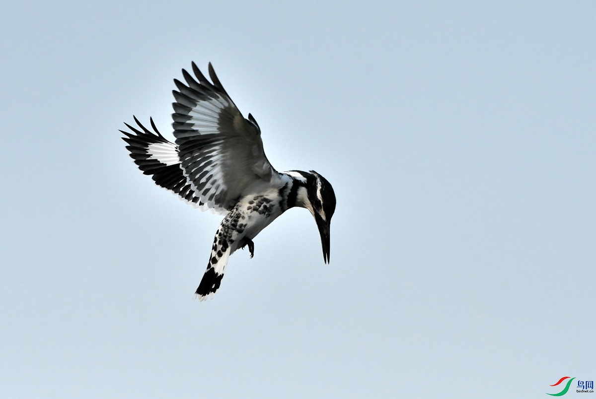 DSC_4375.jpg