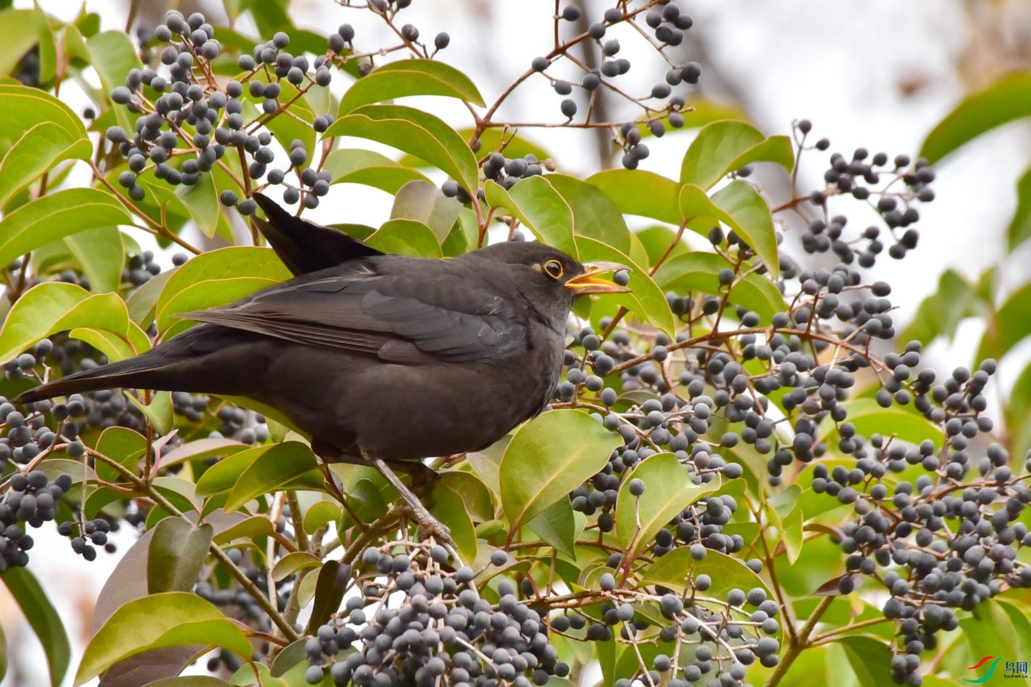DSC_4567.JPG
