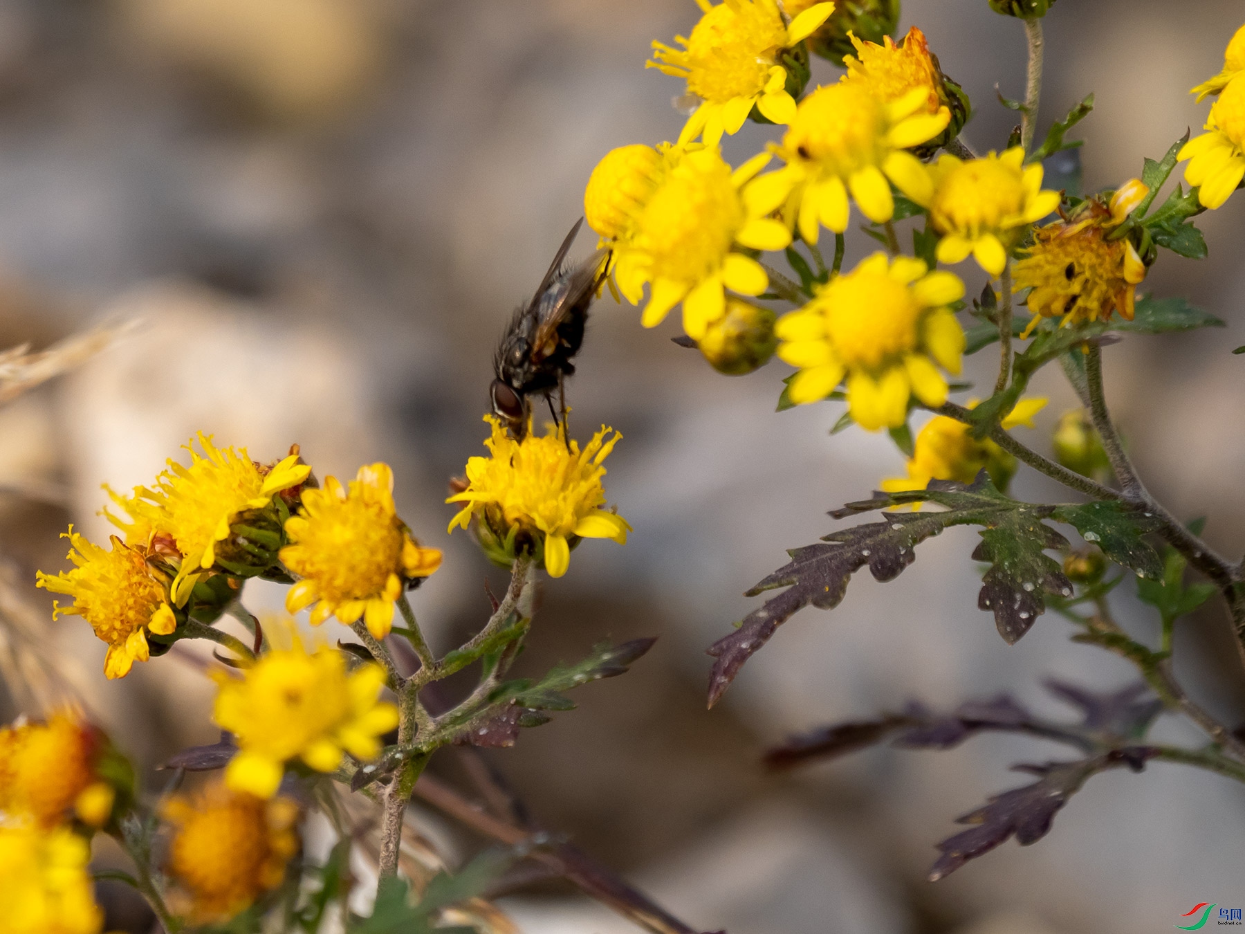 �շ����Ĳ�Ӭ�����������