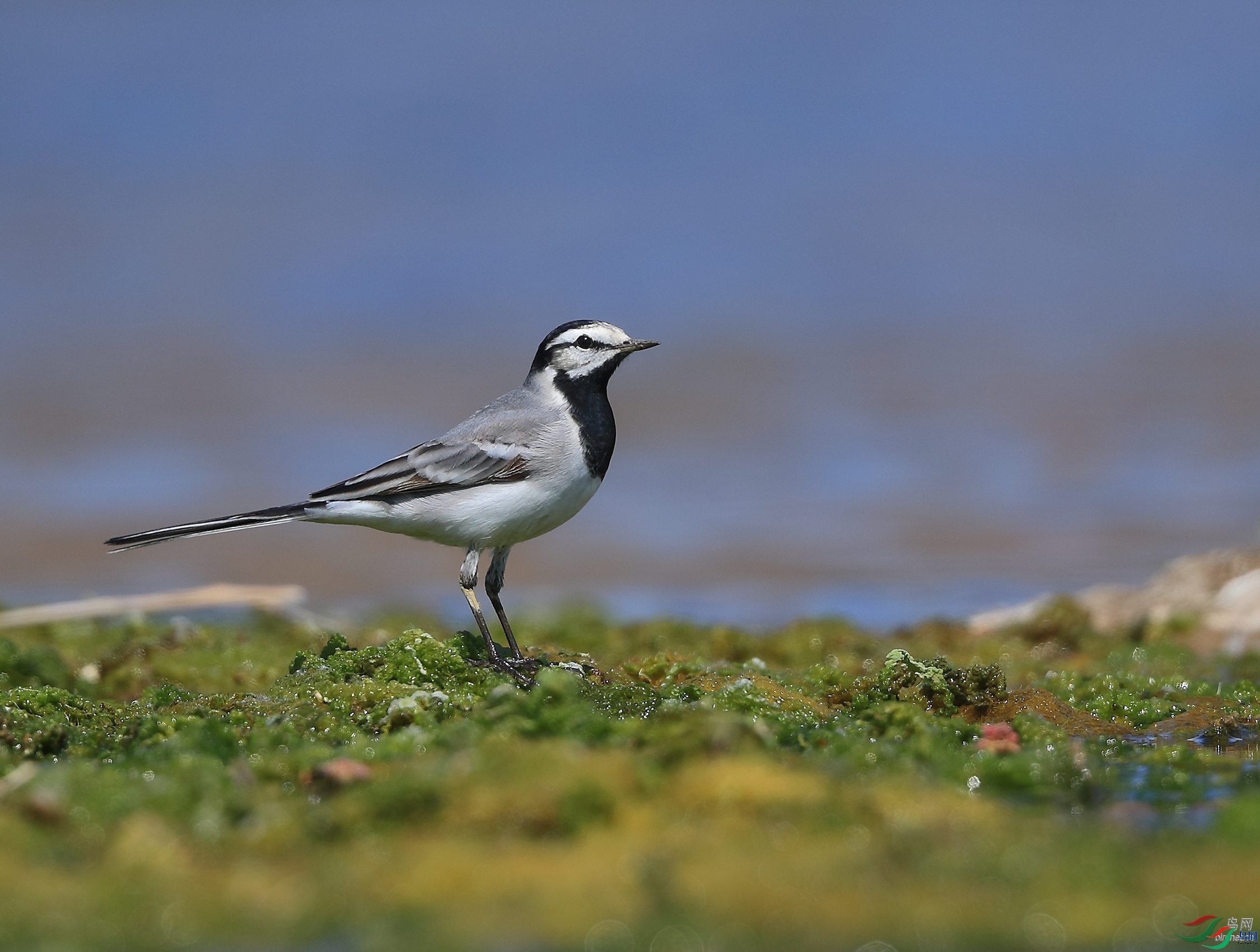 �ǲ�  ��ʦ�����ںӱ�ʡʯ��ׯ�о�����.jpg