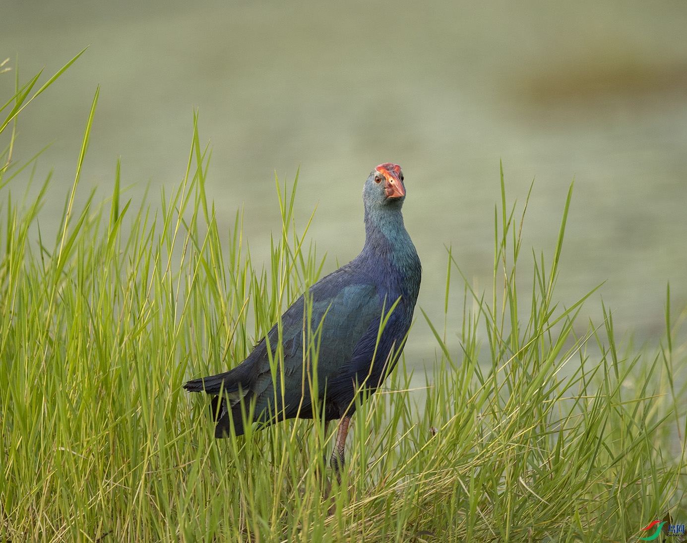 ��ˮ�u Grey-headed Swamphen_DSC5112����1.jpg