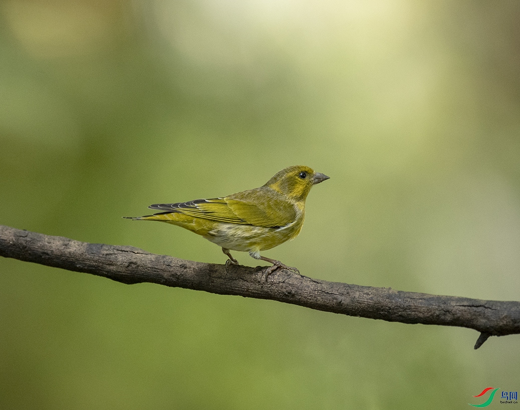 ���Sȸ **an Serin_DSC5095����1.jpg
