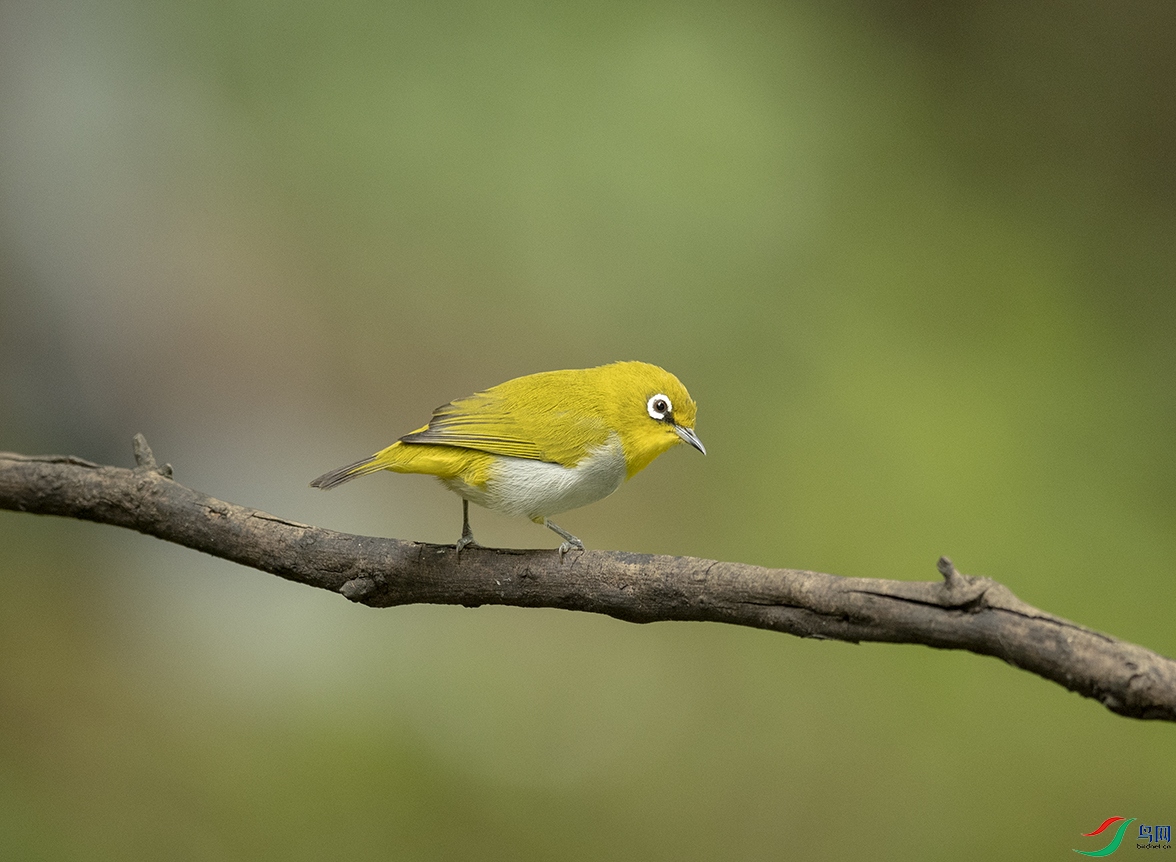 �Ҹ��C���B Indian White-eye_DSC4773����1.jpg