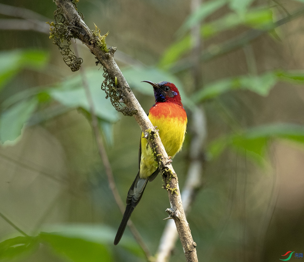 �{��̫��B Mrs. Gould's Sunbird_DSC5086����1.jpg