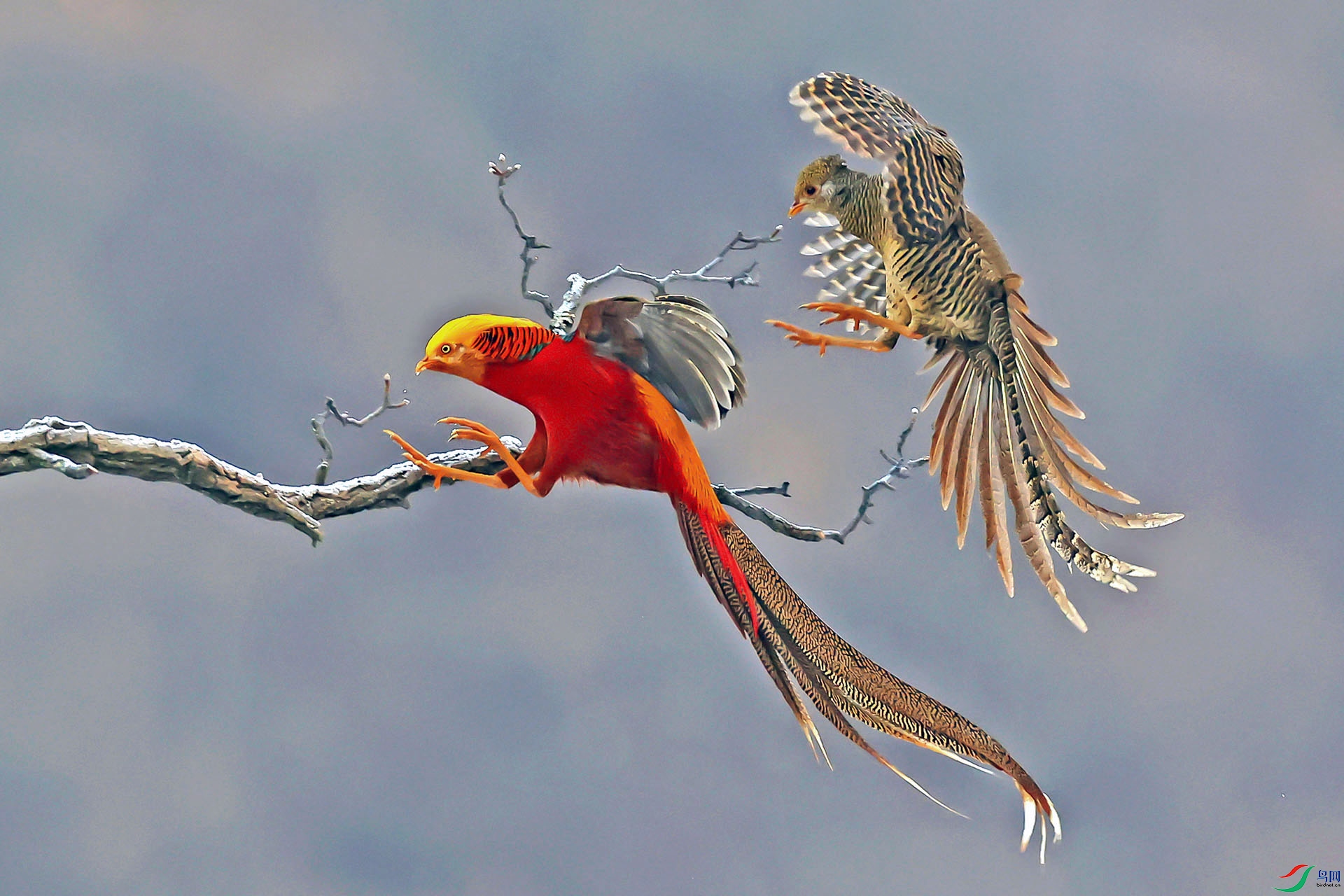 ��ɽ�츹����1015����׷.JPG