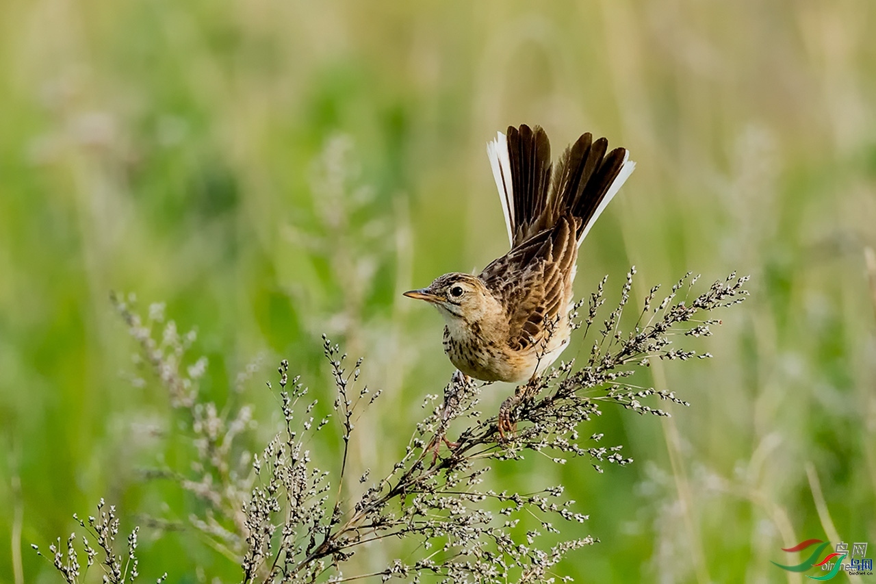 �ֹ���71  ��ʦ���������ɹ����������ױ����ж��������.jpg