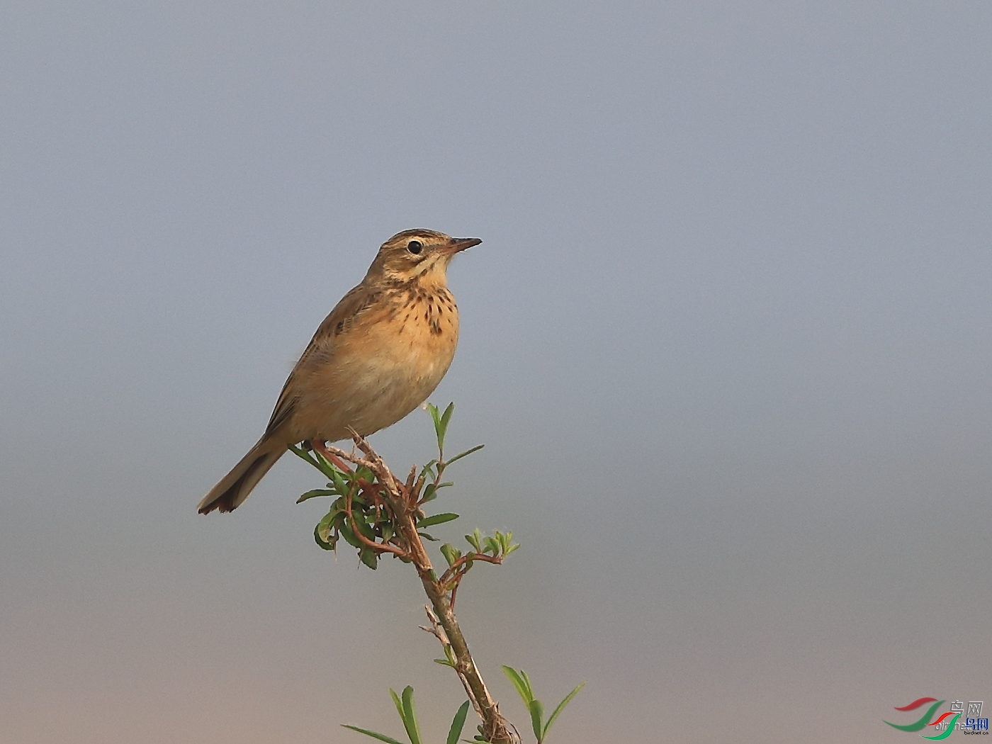 �ǲ�  ��ʦ�����ںӱ�ʡʯ��ׯ��ƽɽ��.jpg