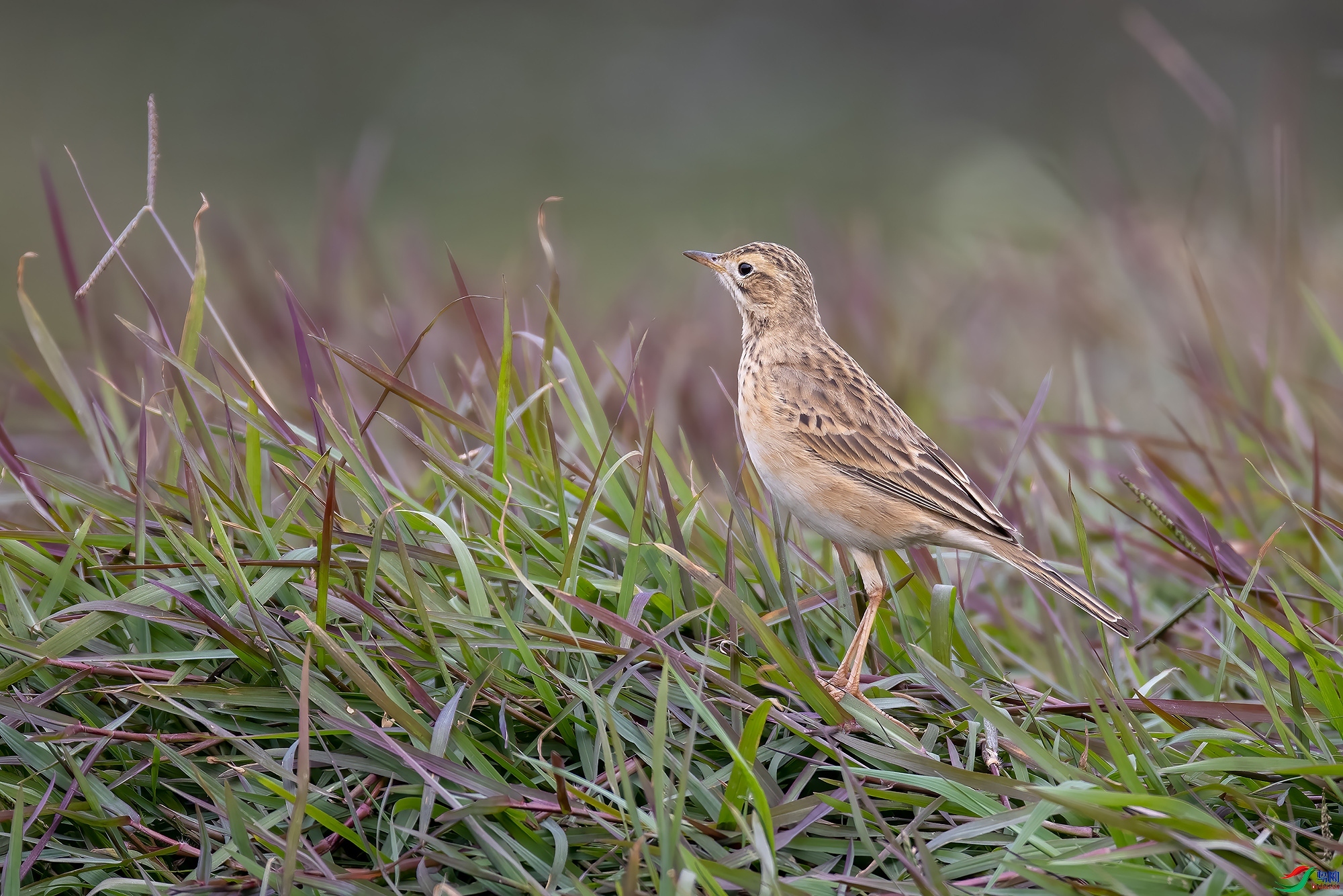 ����  ��ʦ�����ڹ���׳��������������.jpg