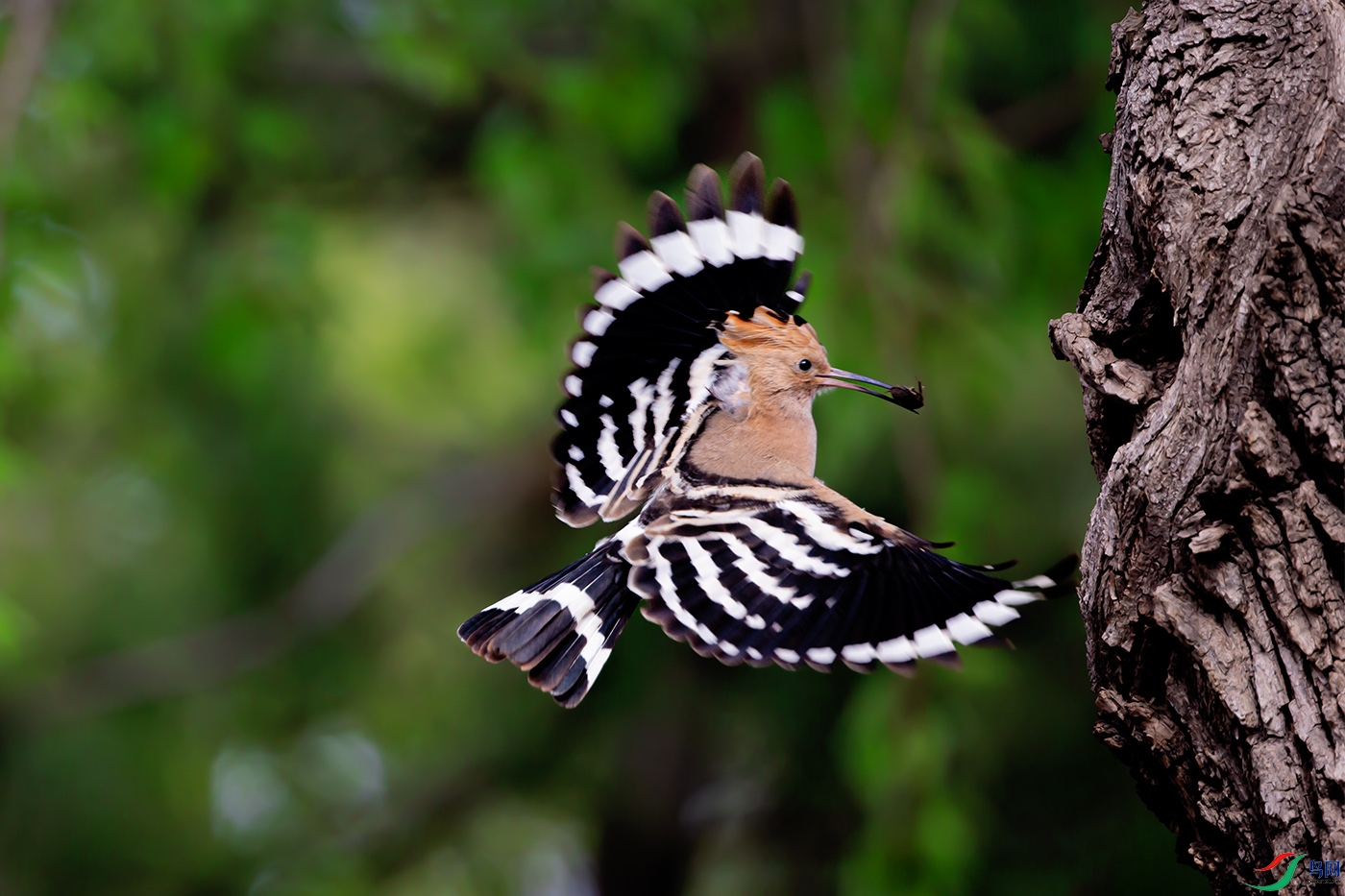 ��ʤ_9070161-1.jpg