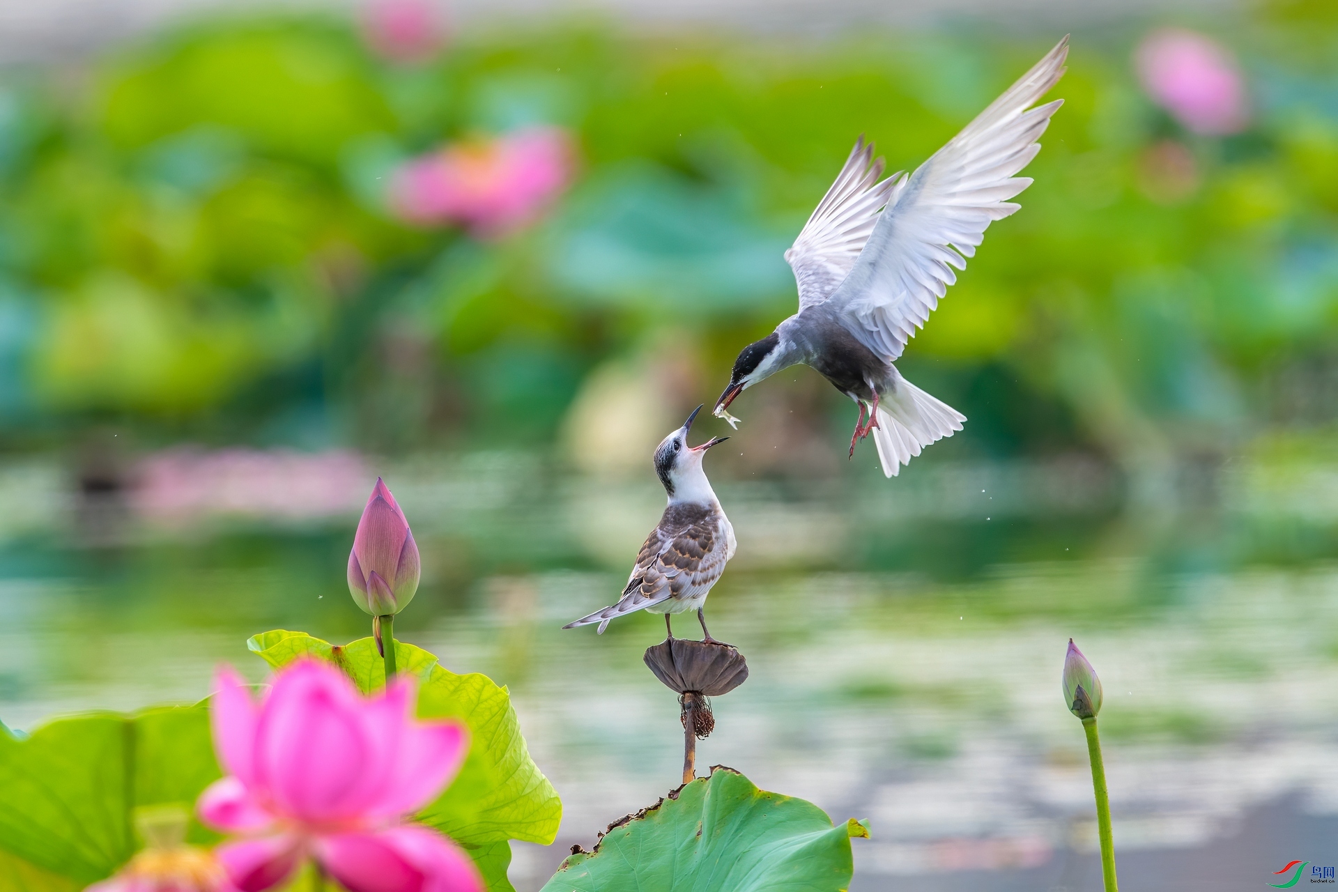 ��ƬDSC_7570.jpg