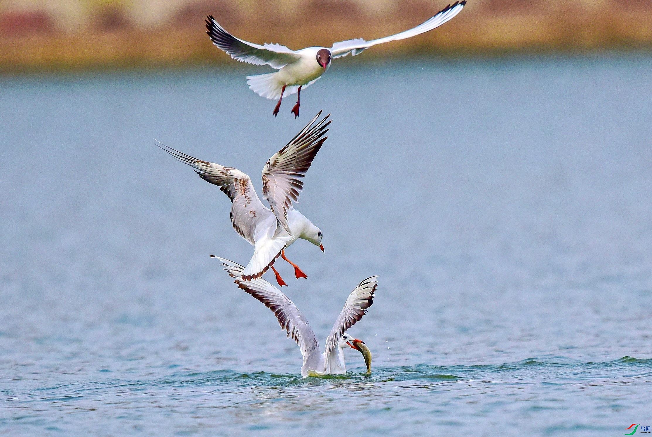 DSC_2835_conew5.jpg
