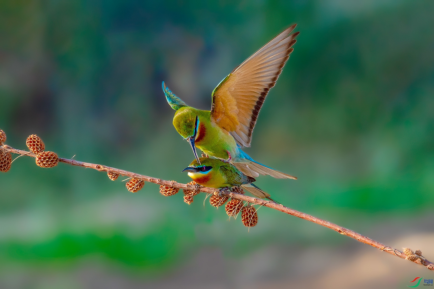 DSC_8052-a.jpg