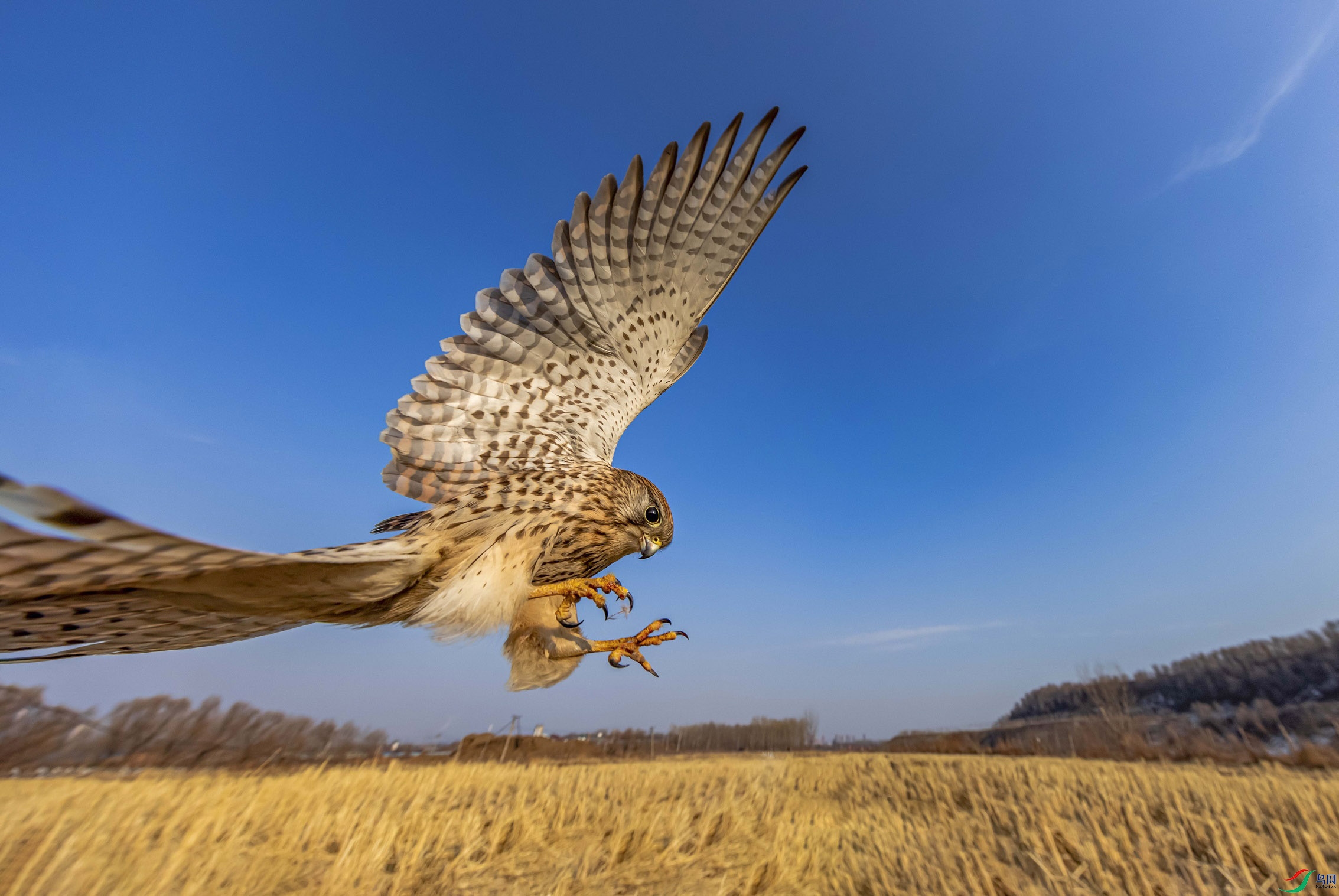 ������ʿ