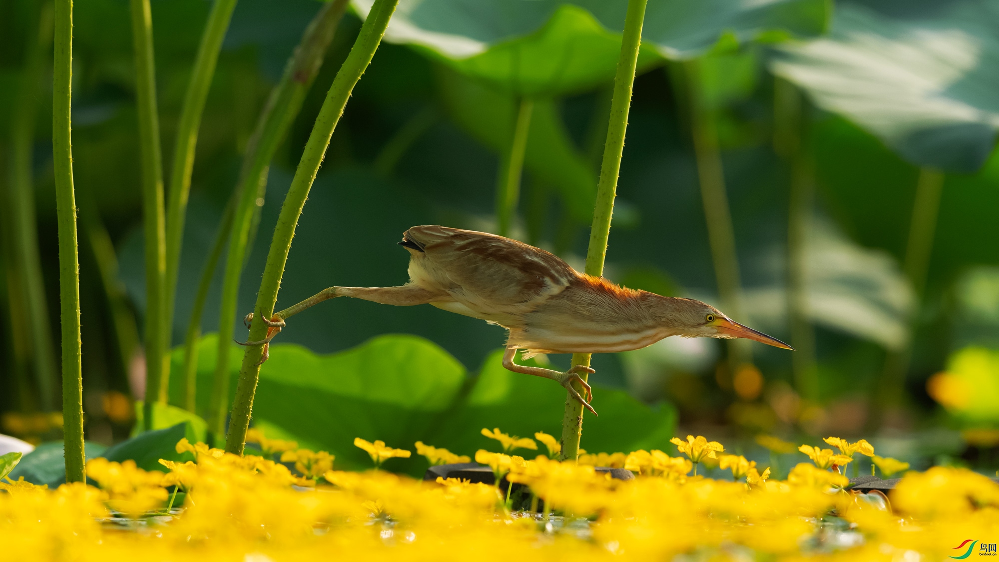 DSC_7740.jpg