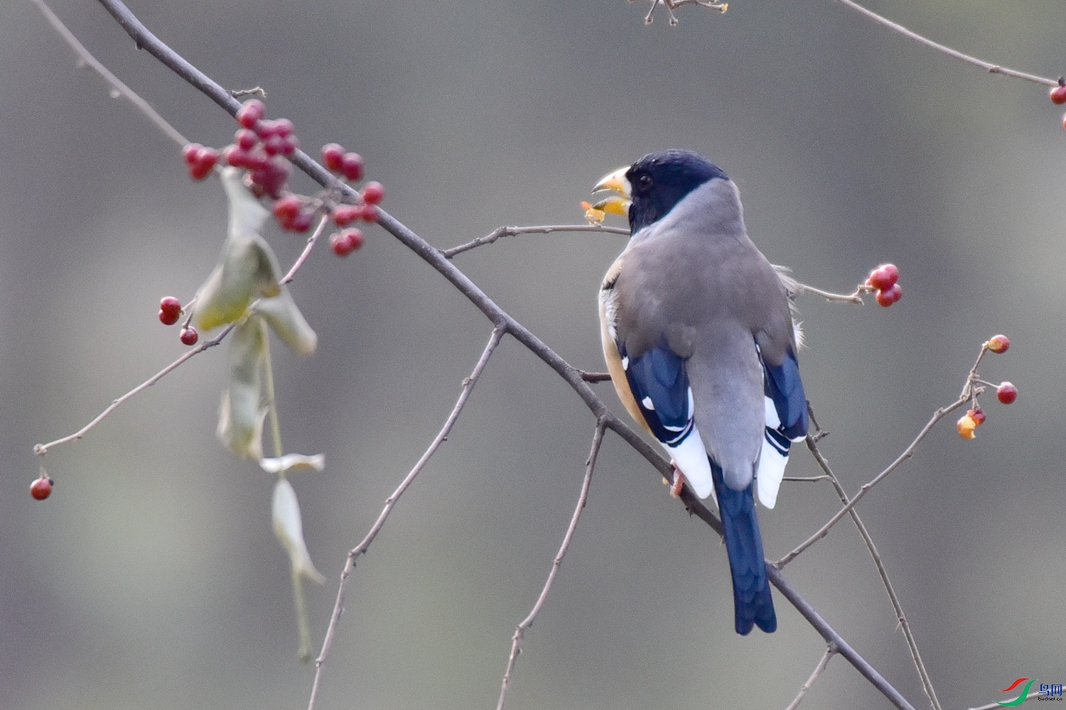 DSC_6465.JPG