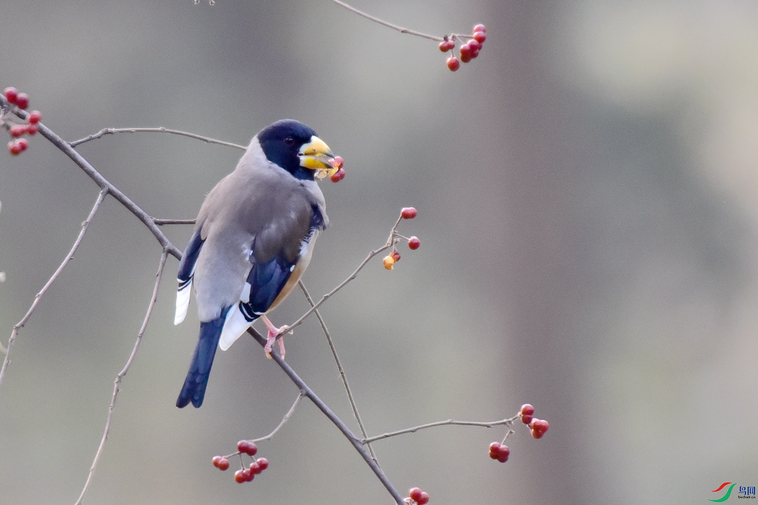 DSC_6462.JPG