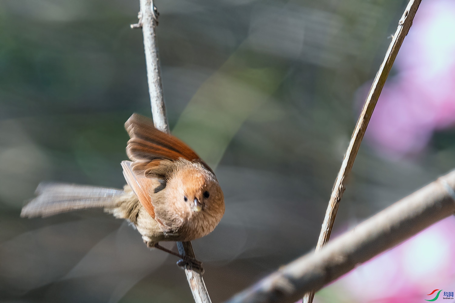DSC_9946-2.jpg