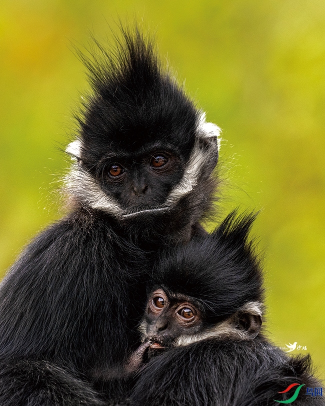 ��Ҷ�������ĺ���