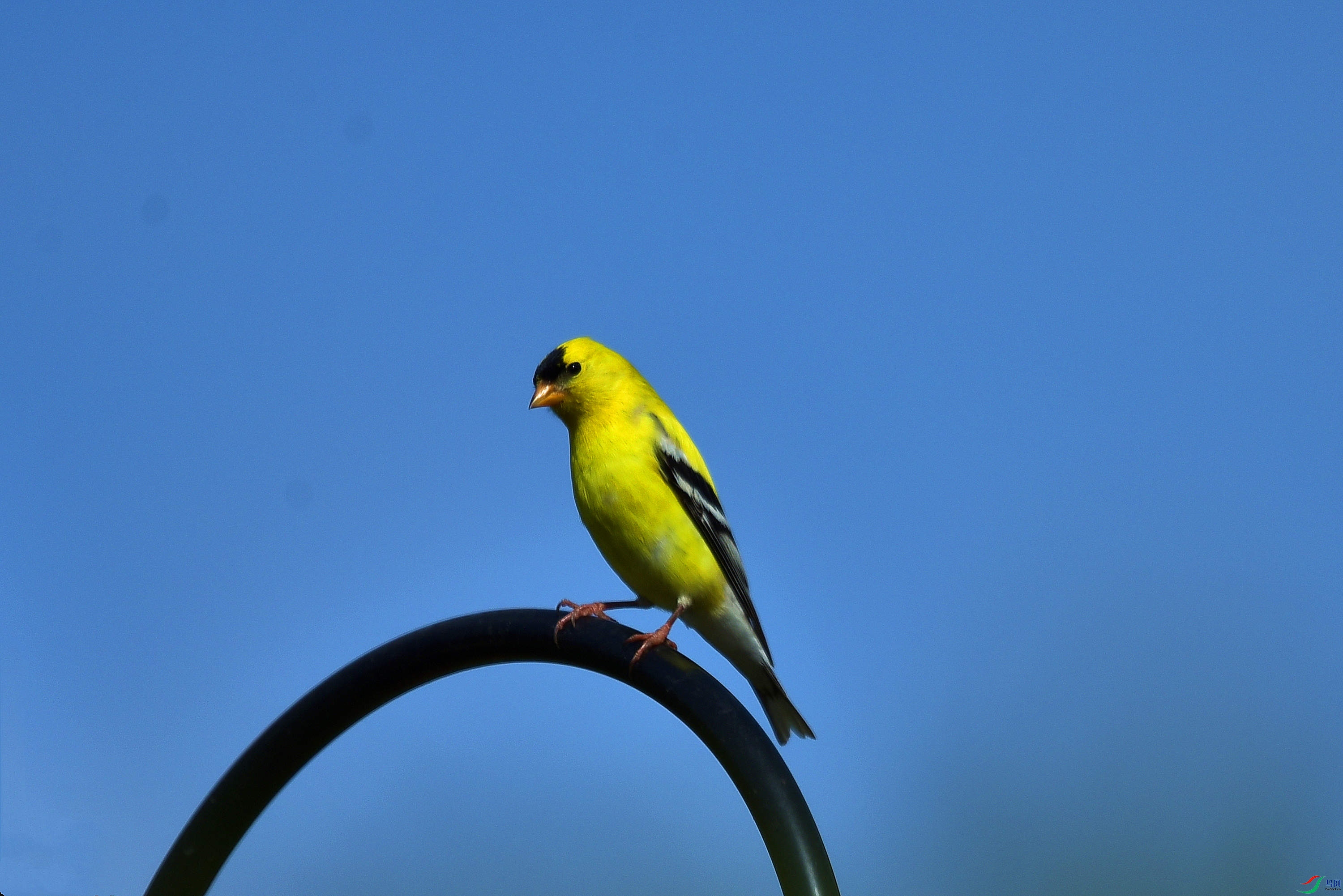 DSC_9957_����.jpg