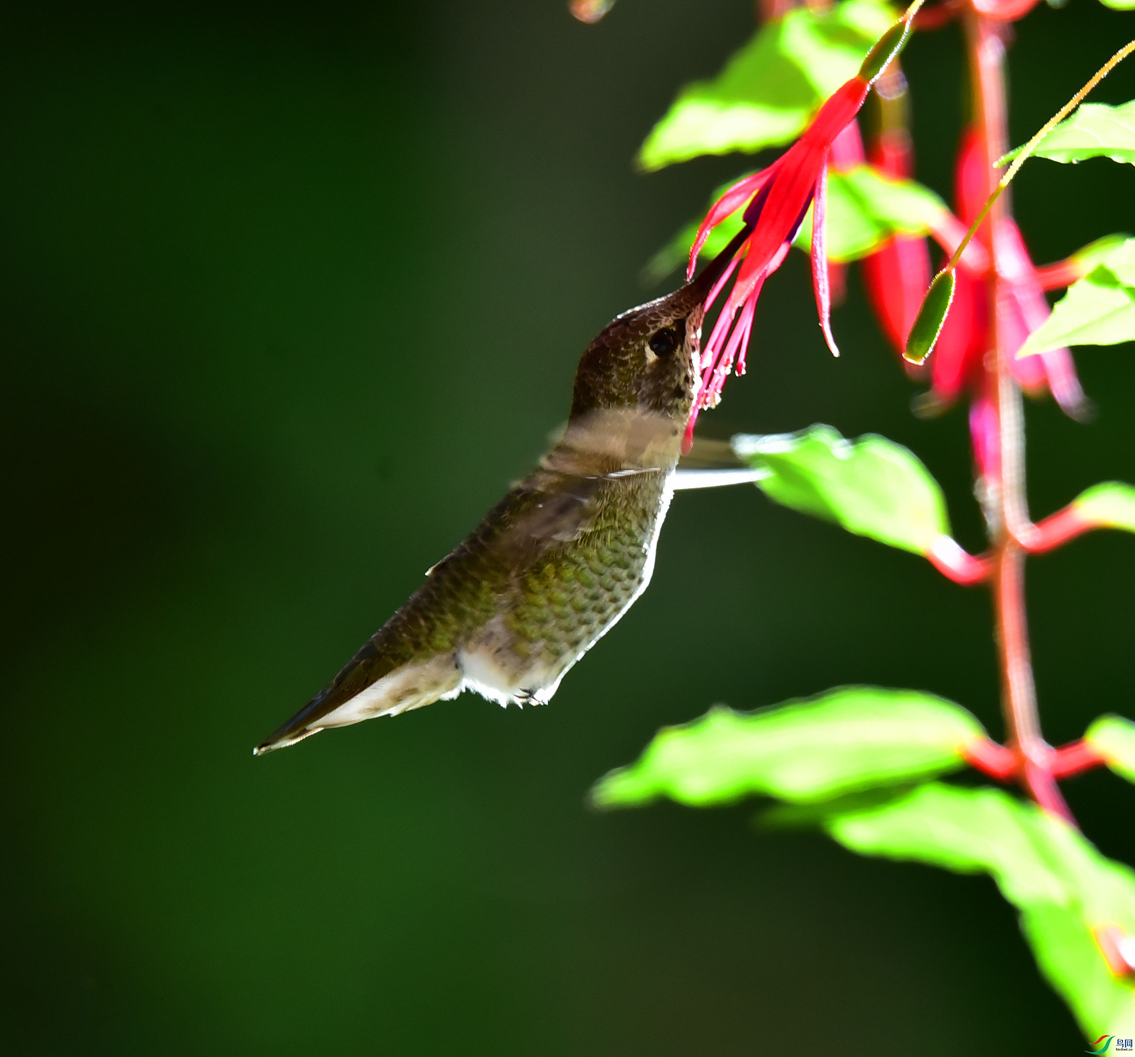 DSC_5475_����.jpg