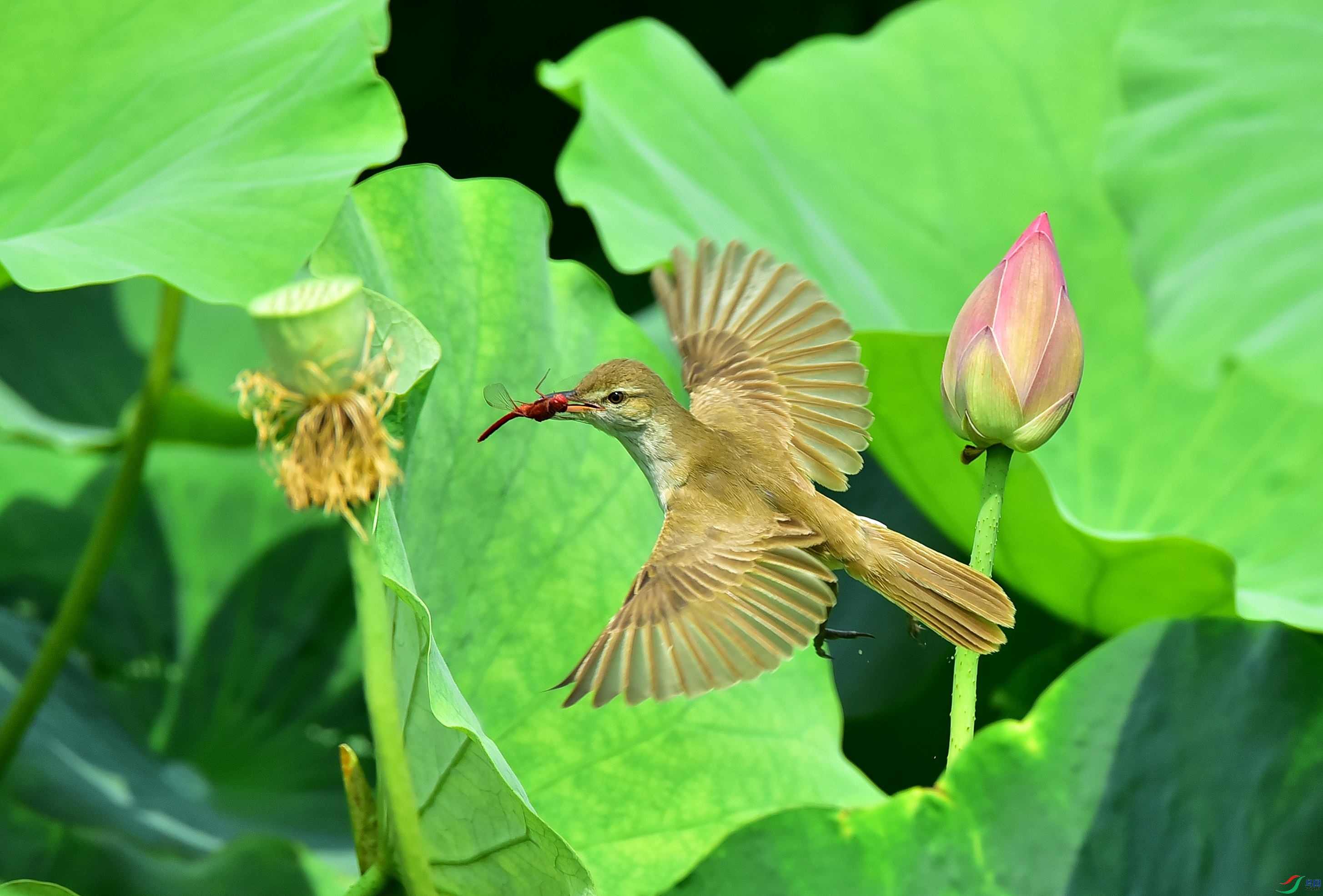 DSC_6413_����.jpg