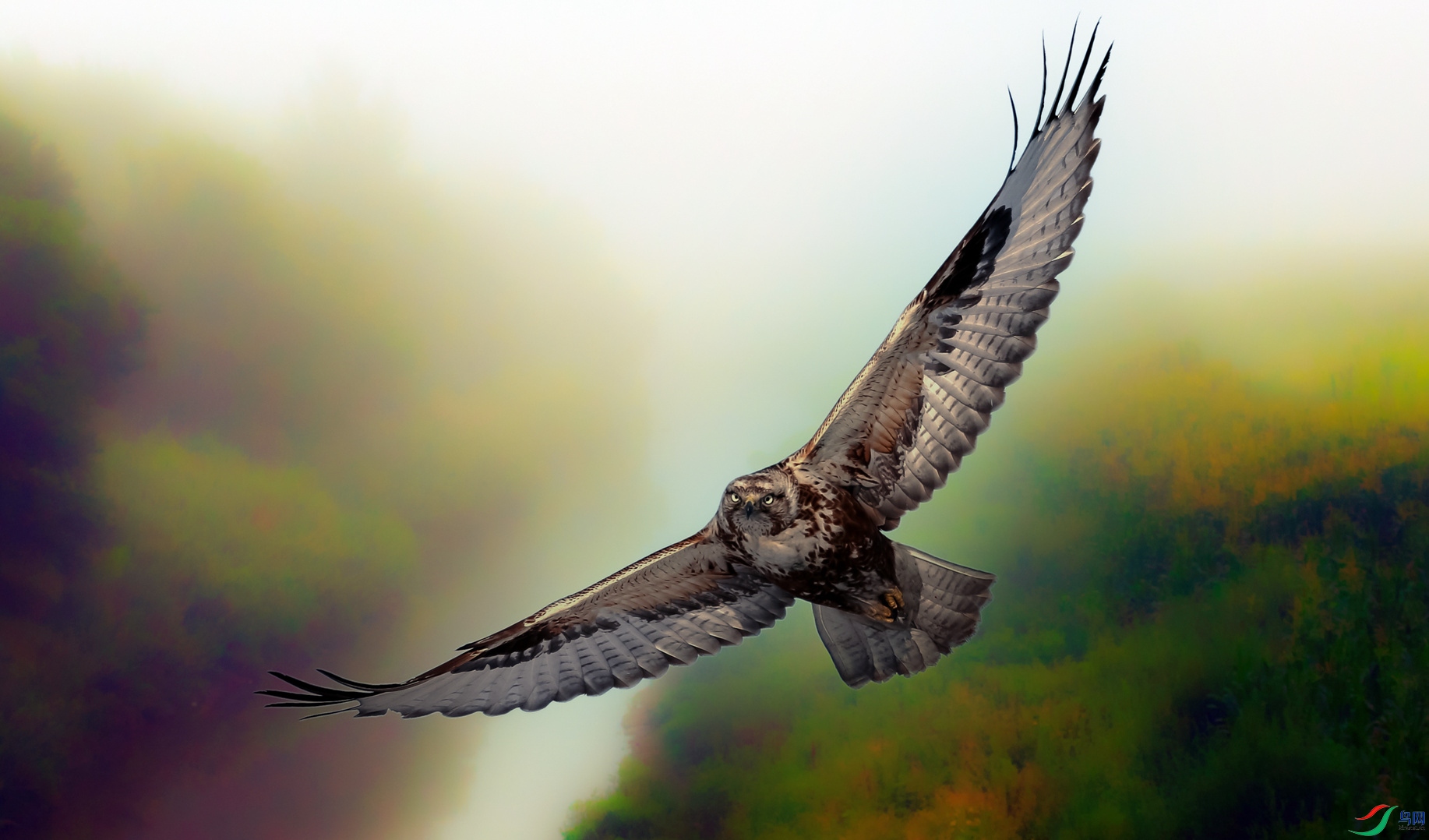 ����Ѱʳ��