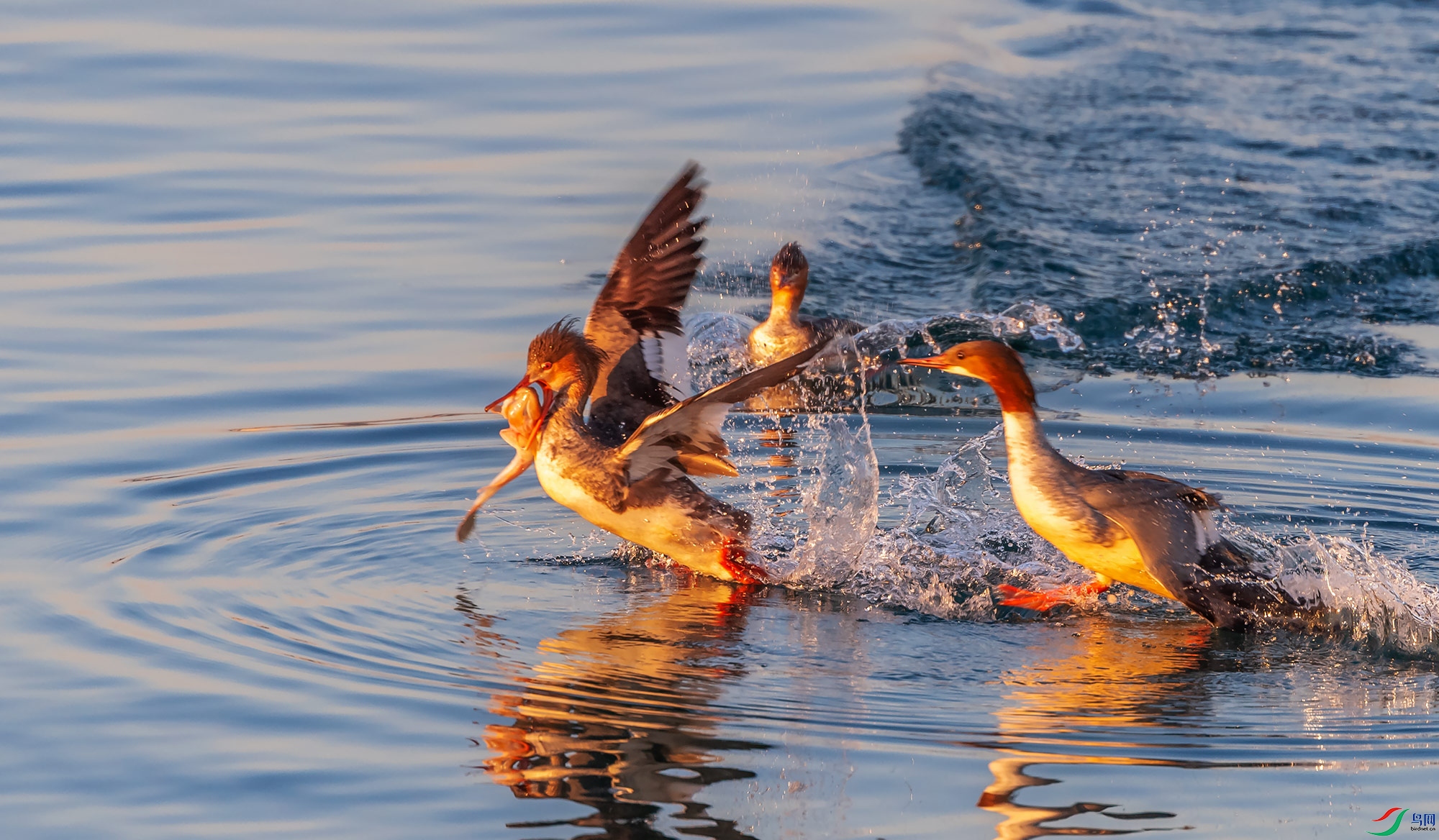 ��������ͨ��ɳѼ