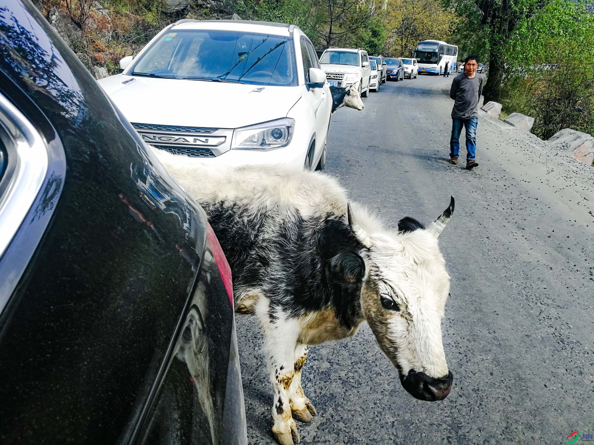 ���������е�ţţ