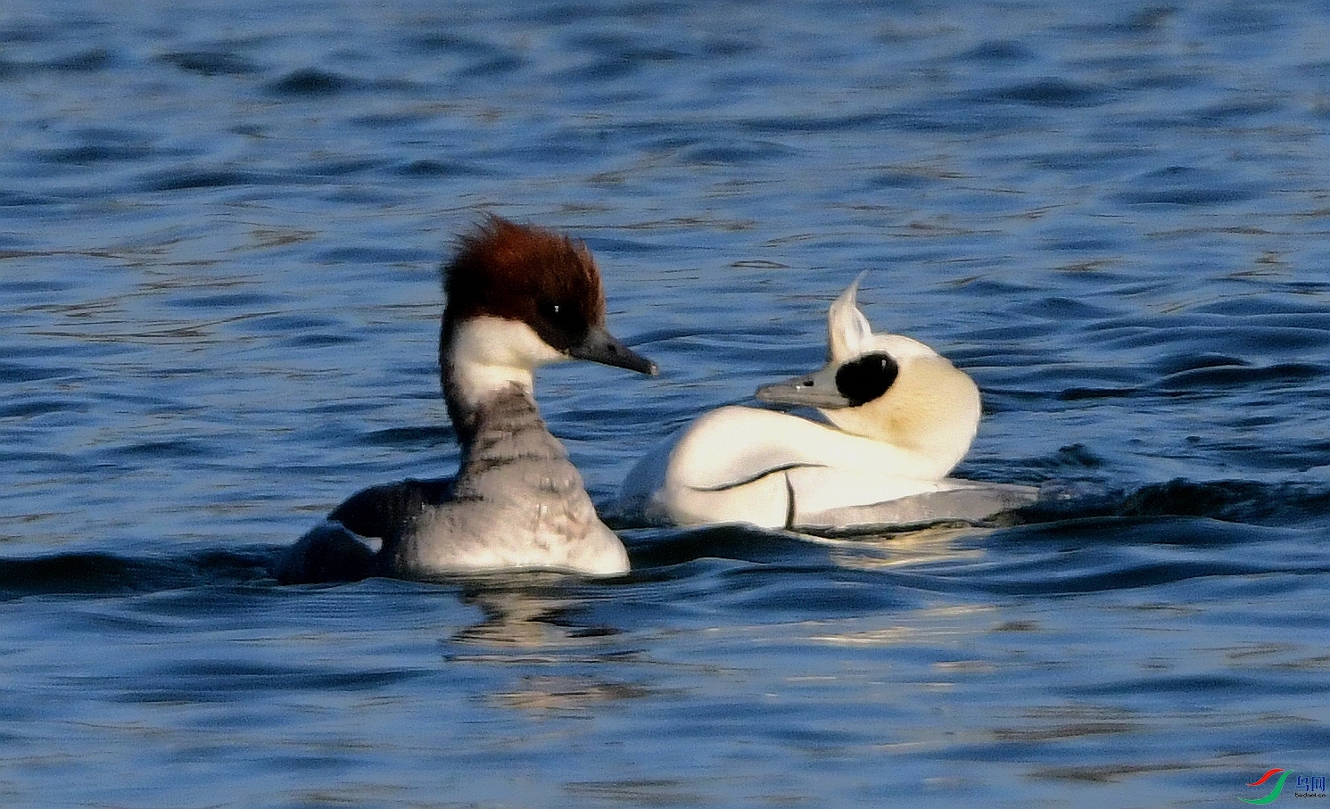 CFH_0195.JPG