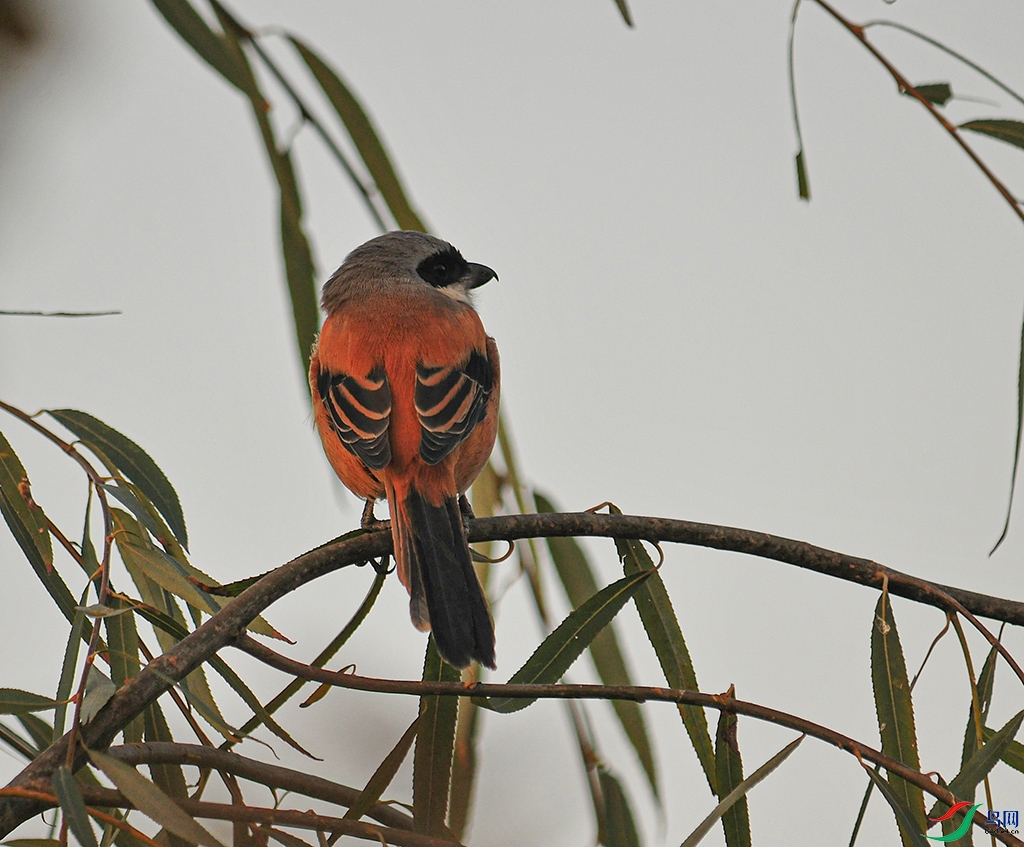 DSC_7676s.jpg
