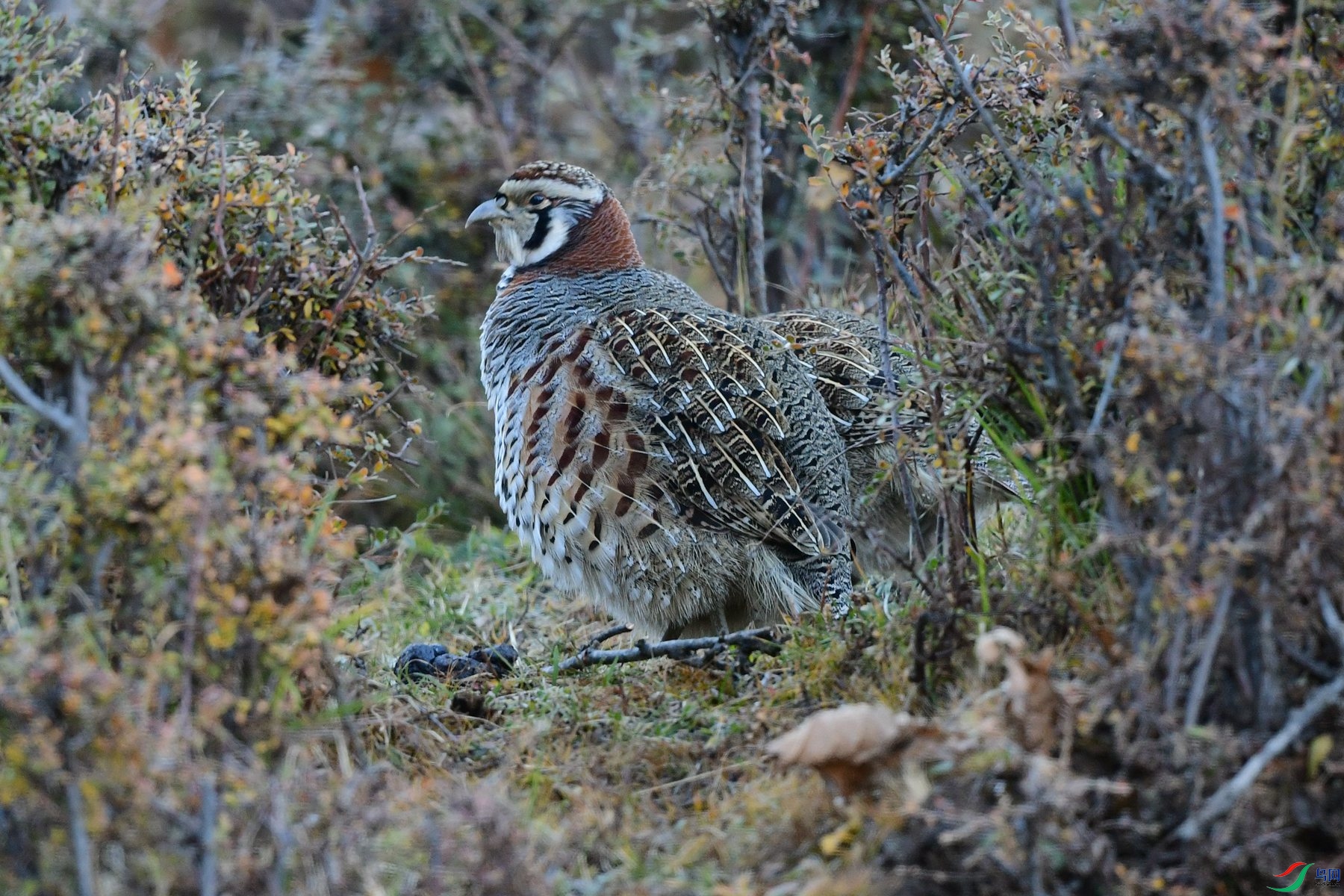 DSC_7051_����00_Ұ��.jpg