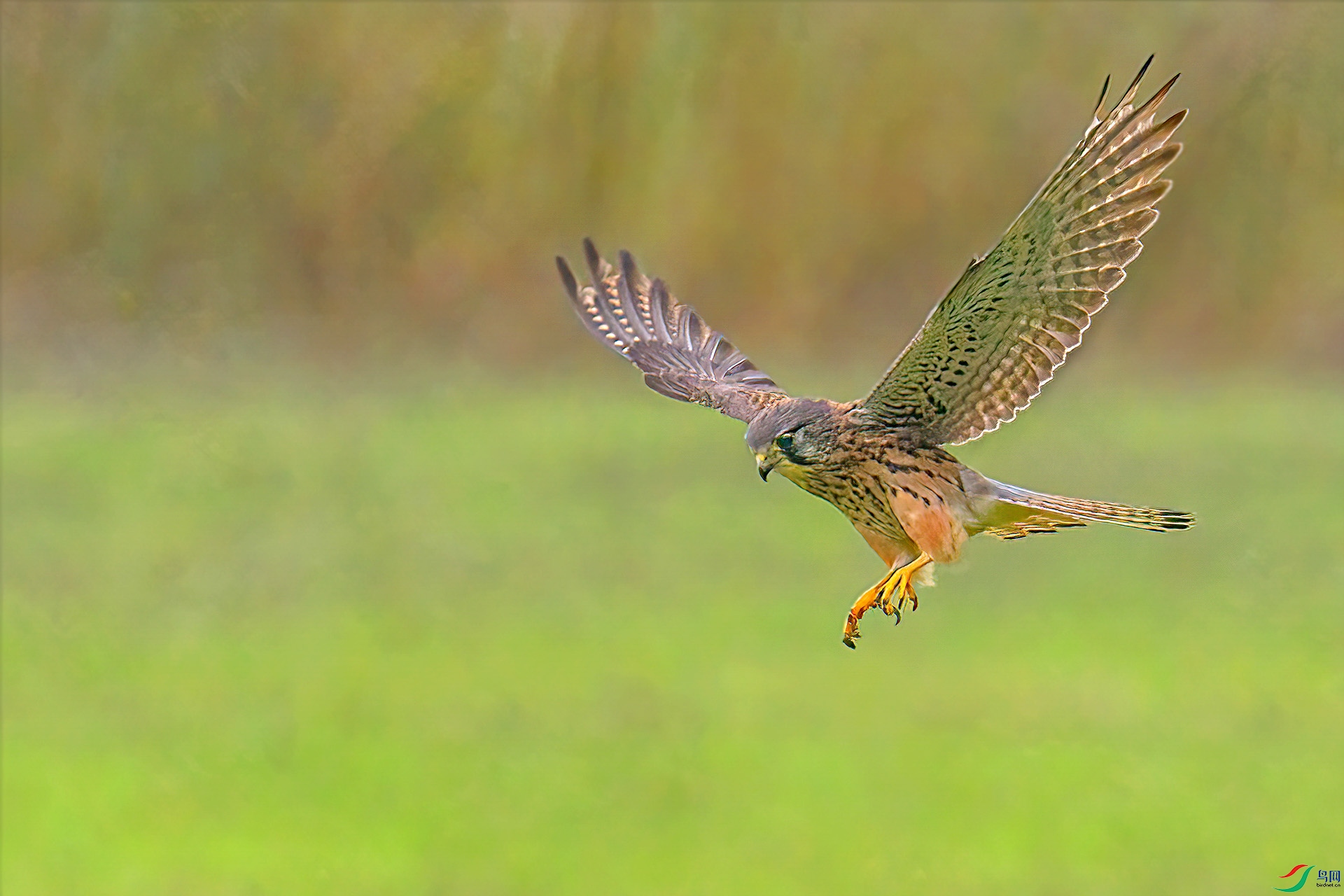 DSC_7379.jpg