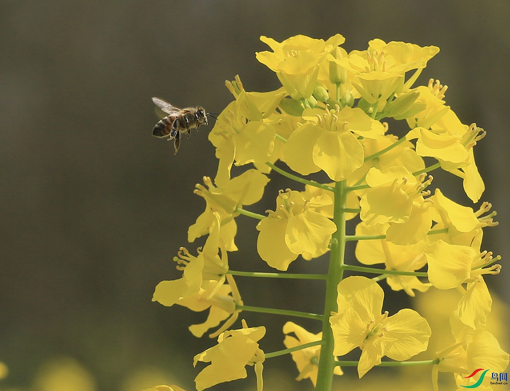 00002U9A3604����1024 ����500k0.jpg