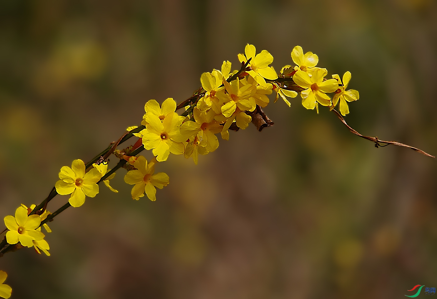 DSC00375 ����.jpg