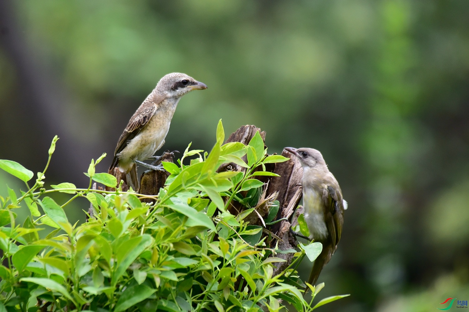 DSC_6733.JPG