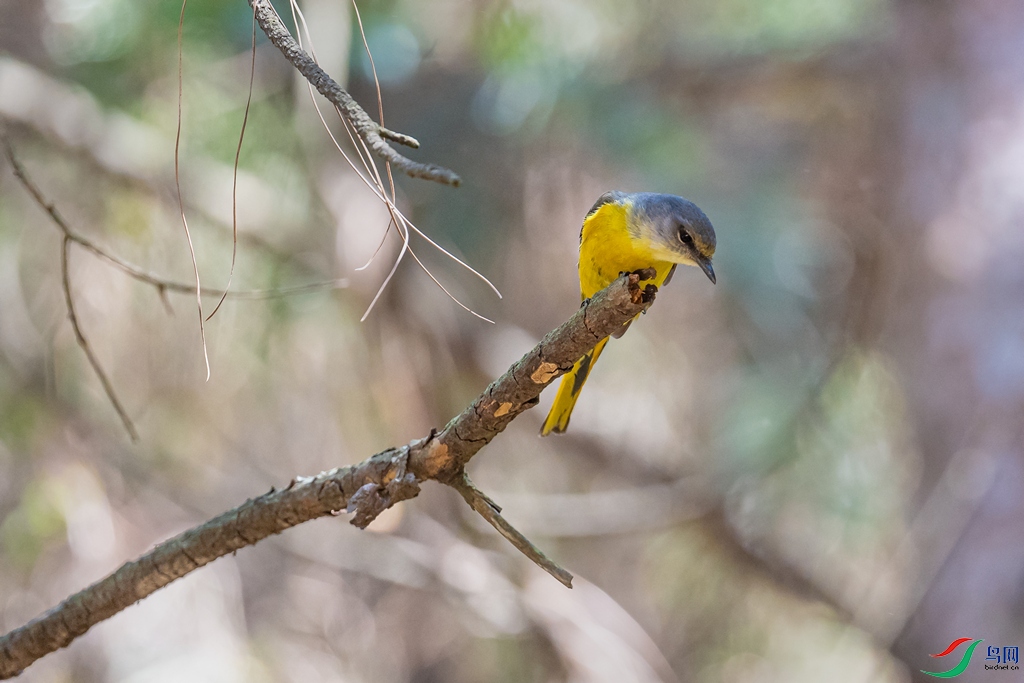DSC_2197a.jpg
