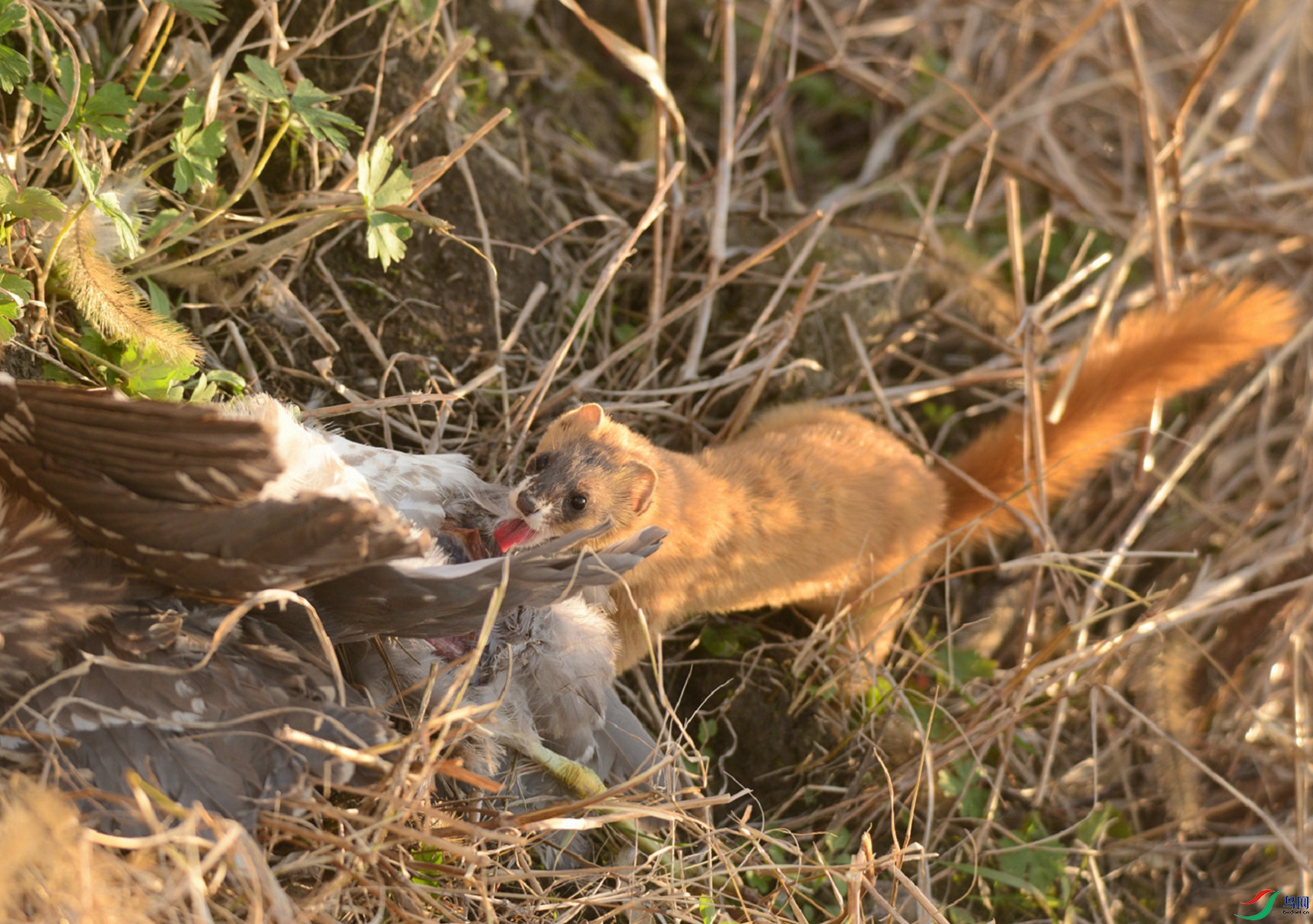 DSC_4951.jpg