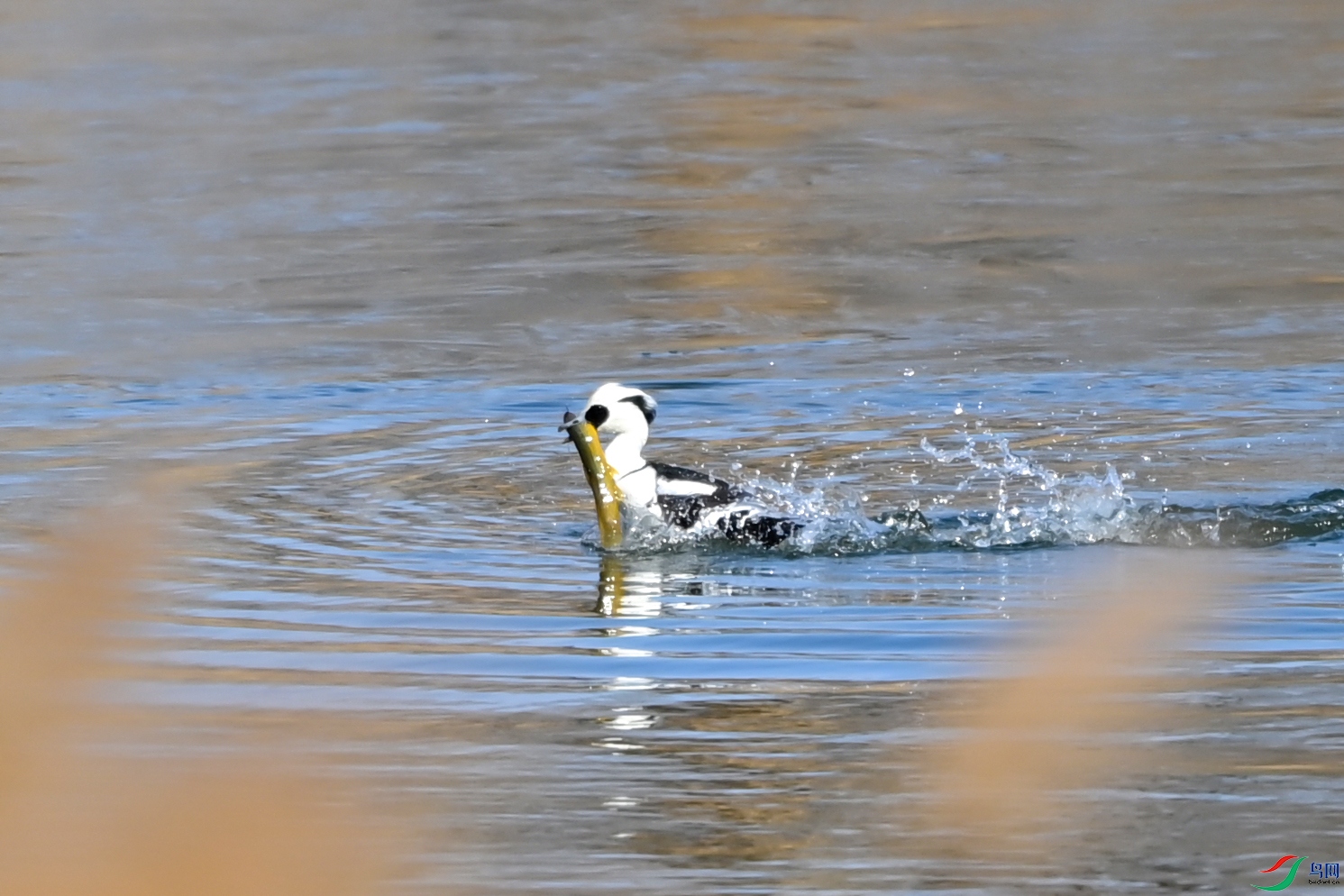 DSC_8903.jpg
