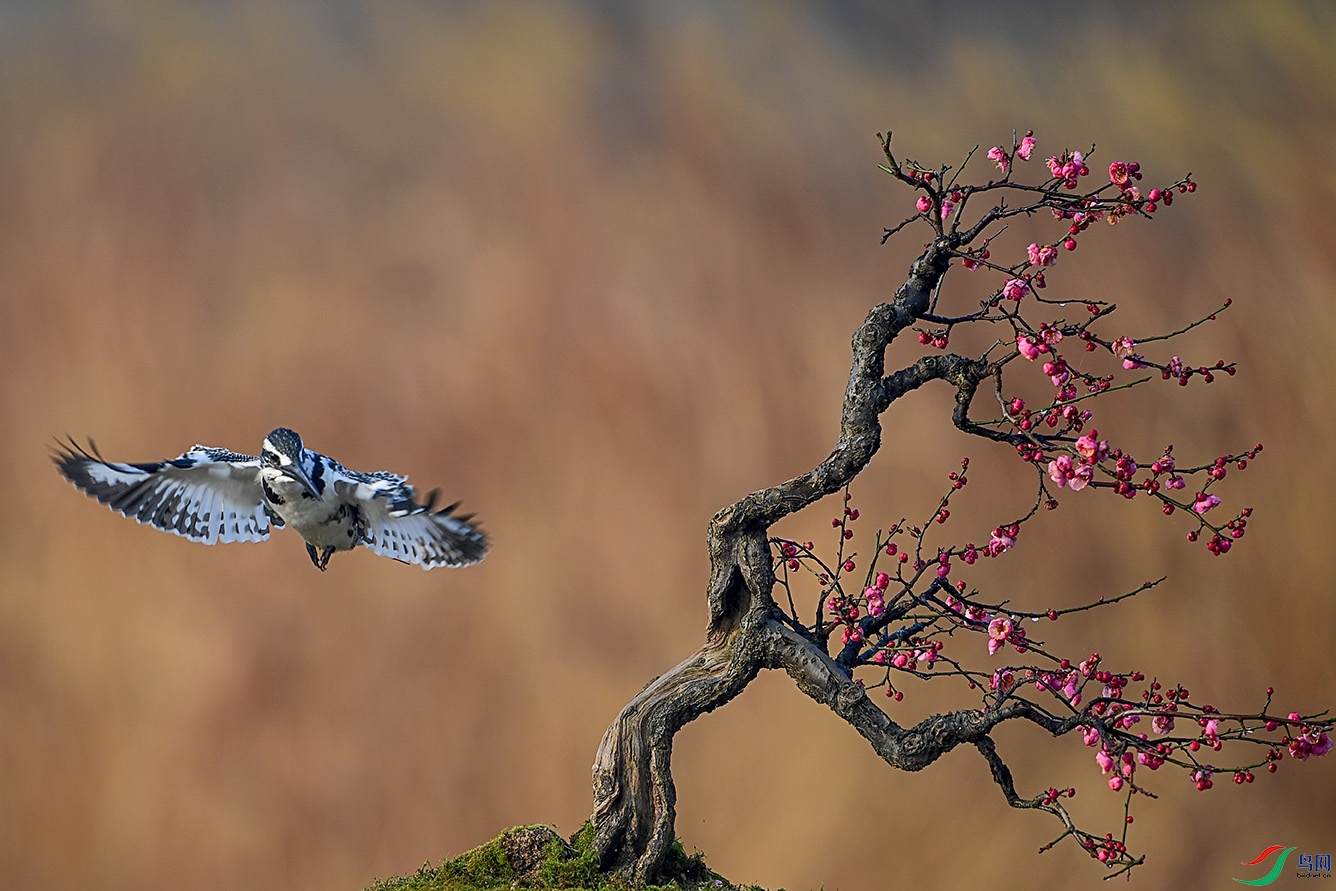DSC_7710-2.jpg
