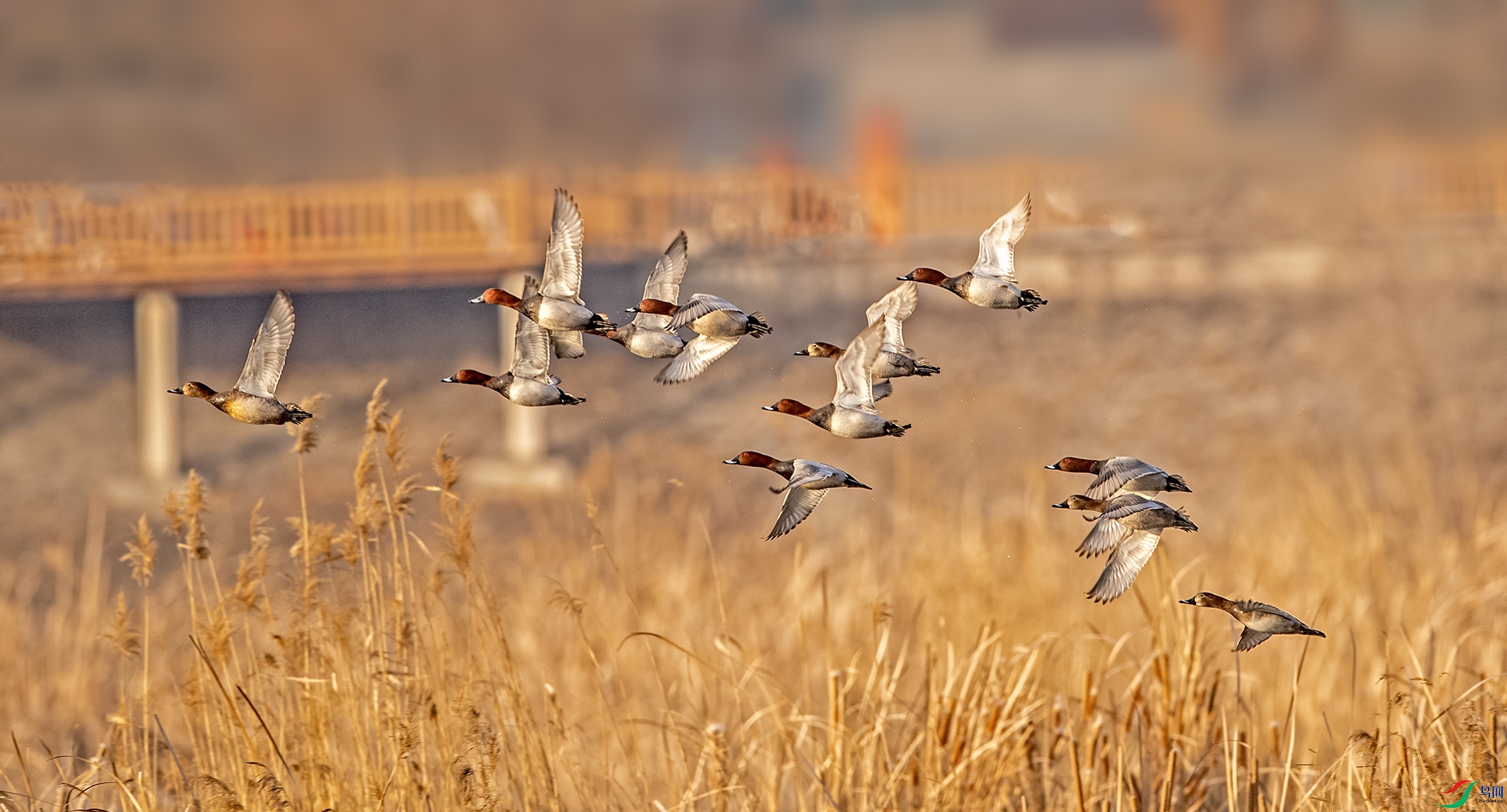 DSC_9175.jpg