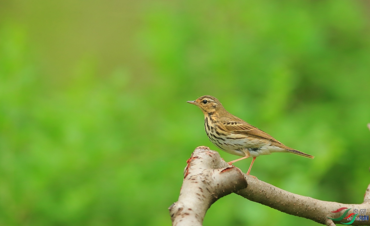 �̺���Ÿ  ��ʦ����.jpg