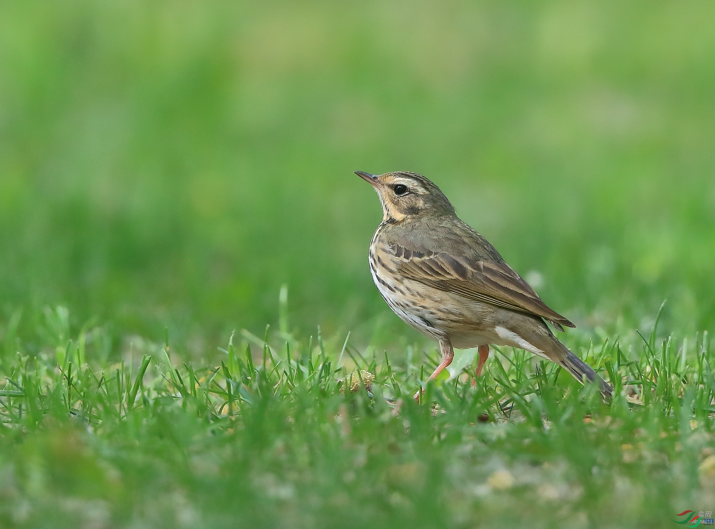 �ǲ�  ��ʦ�����ںӱ�ʡʯ��ׯ��2.jpg