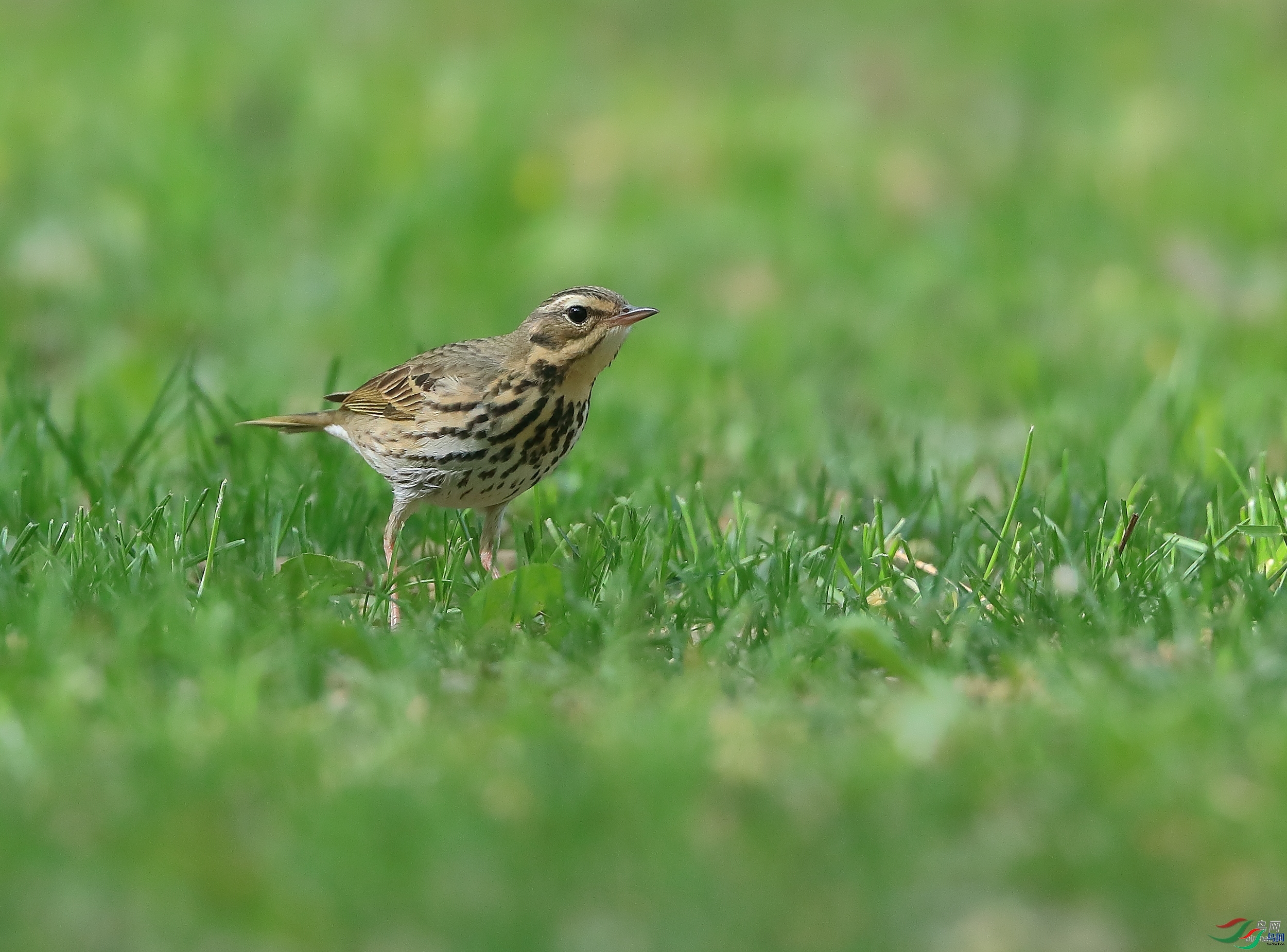 �ǲ�  ��ʦ�����ںӱ�ʡʯ��ׯ��1.jpg