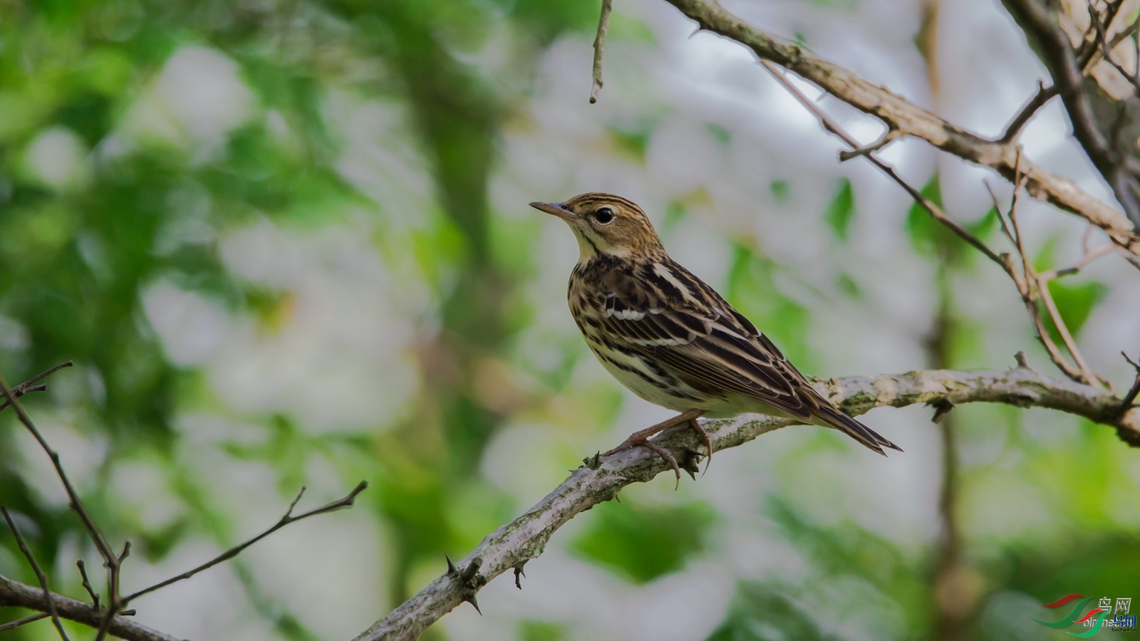 ���꽭��  ��ʦ�������Ϻ����ϻ���.jpg